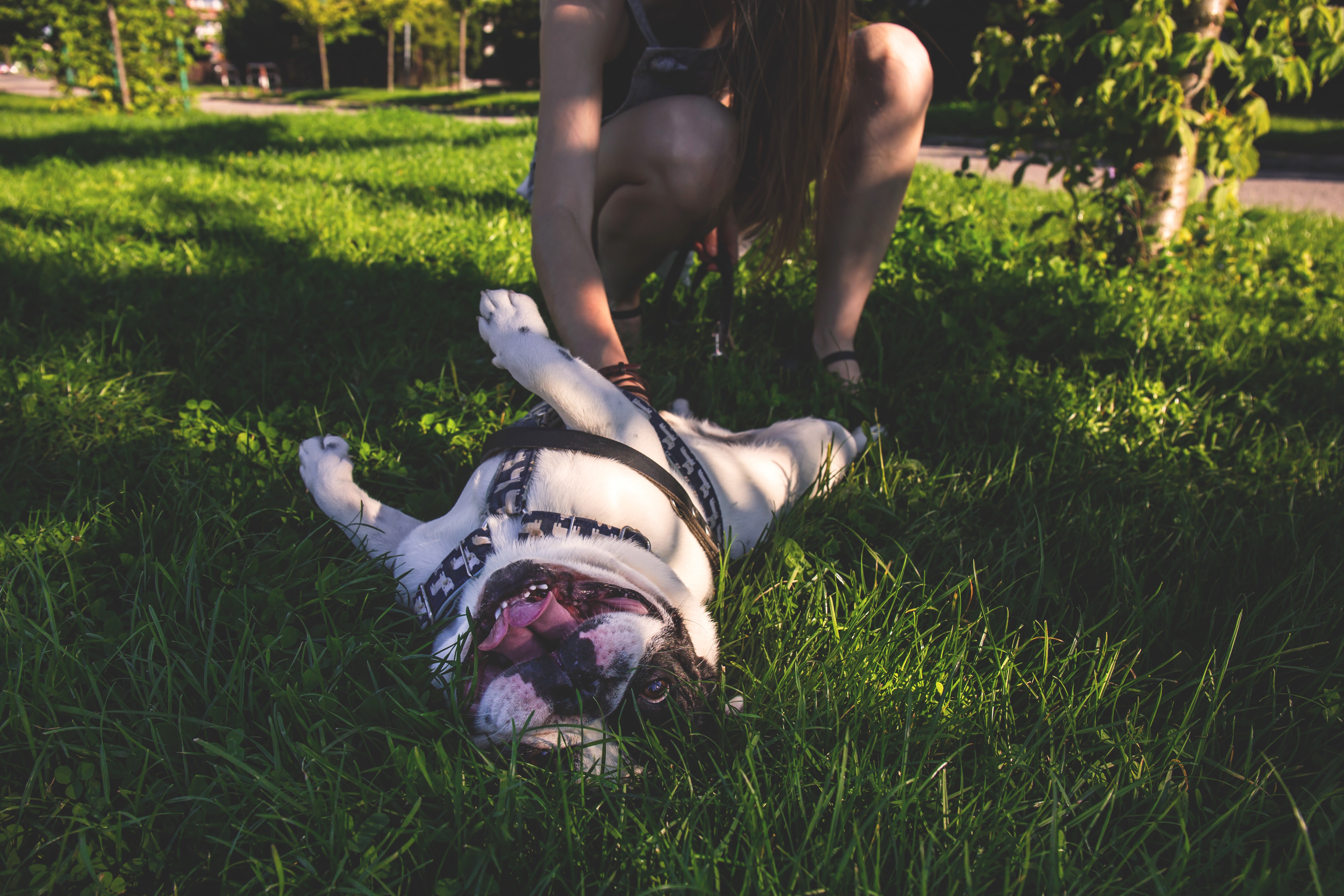 White and brown american bulldog playing with owner photo