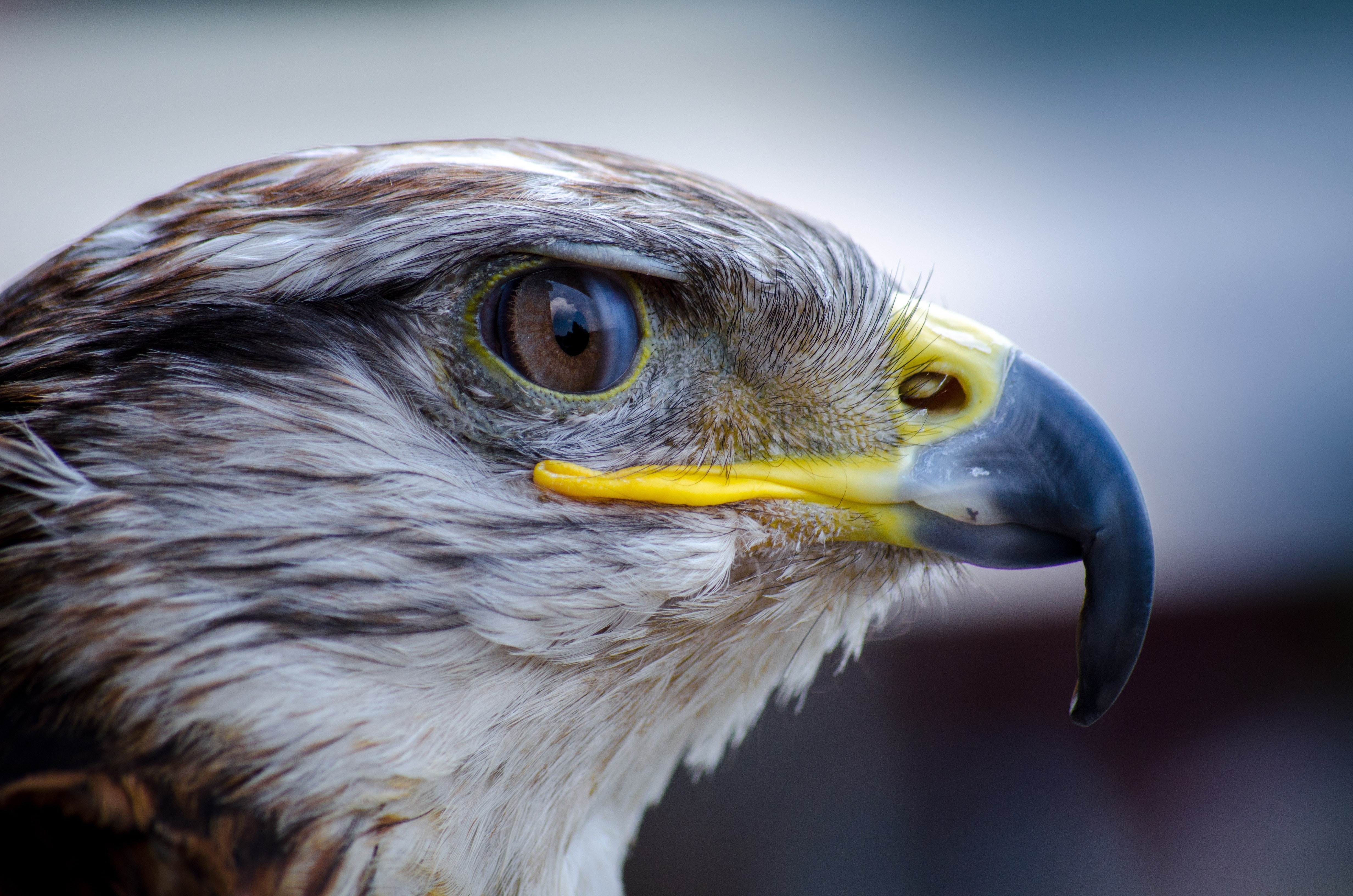 White and brown eagle portrait photo