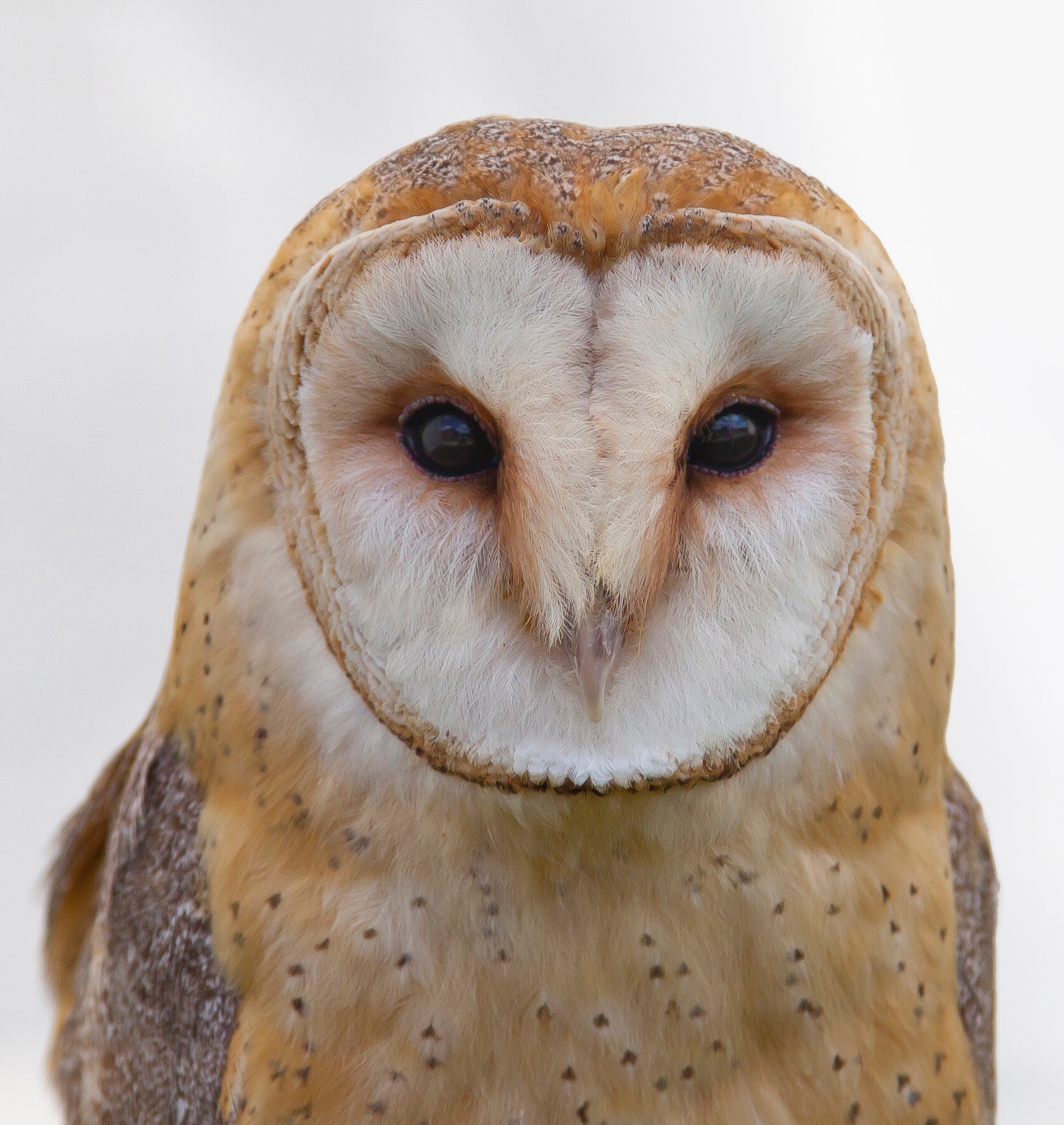 White and brown owl photo