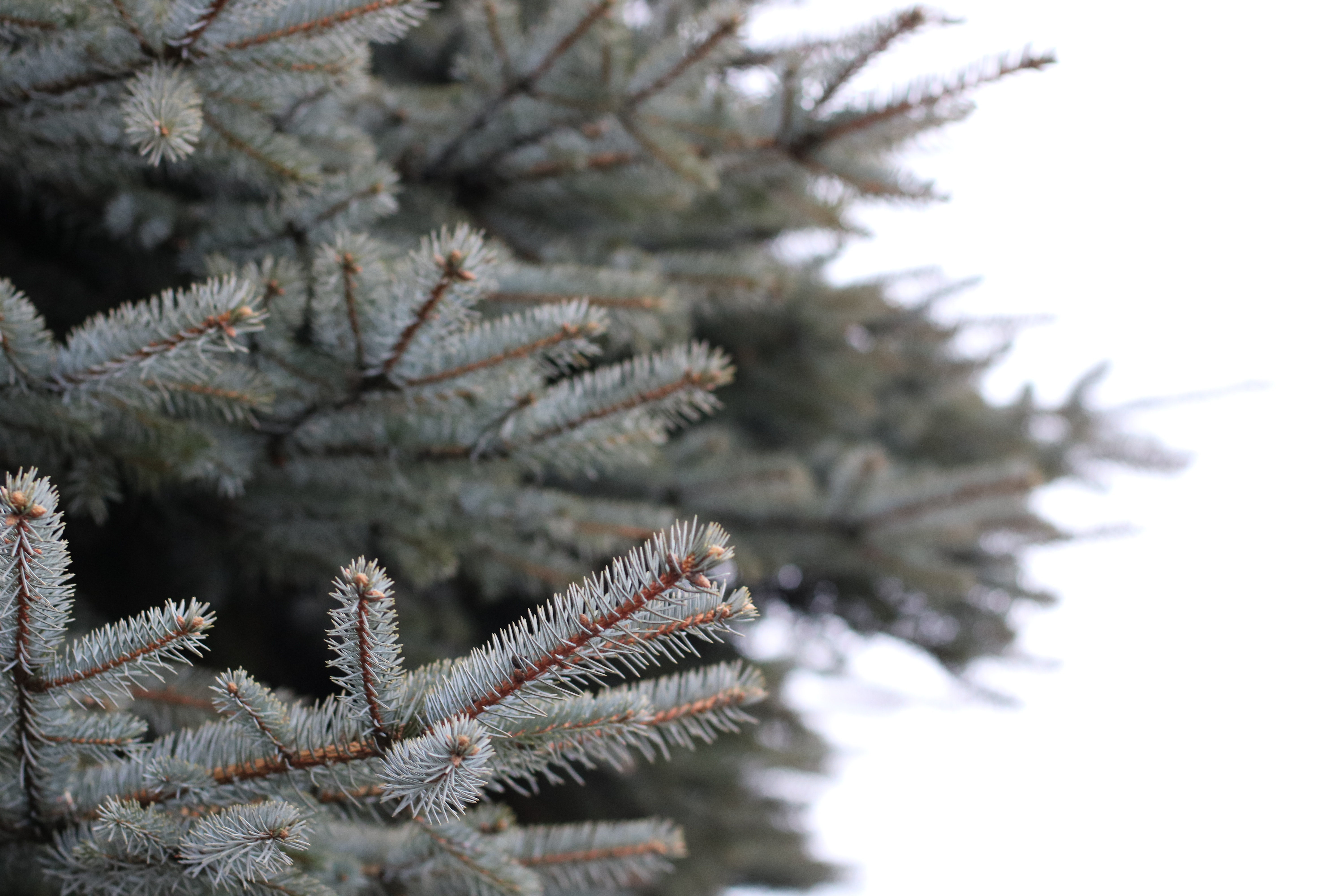 White and brown pine tree selected focus photo