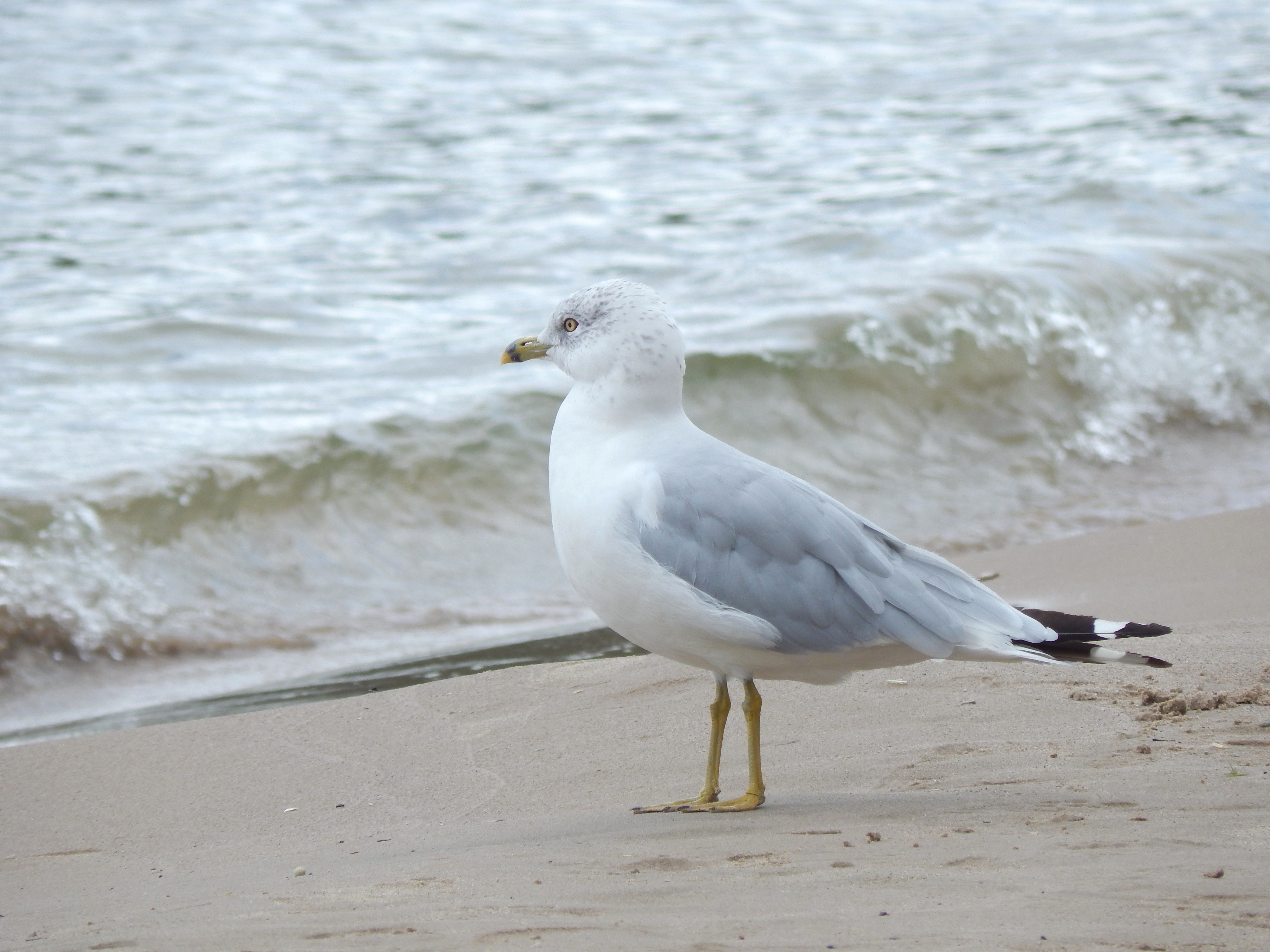 Free Images : beach, sea, sand, wing, seabird, seagull, shoreline ...