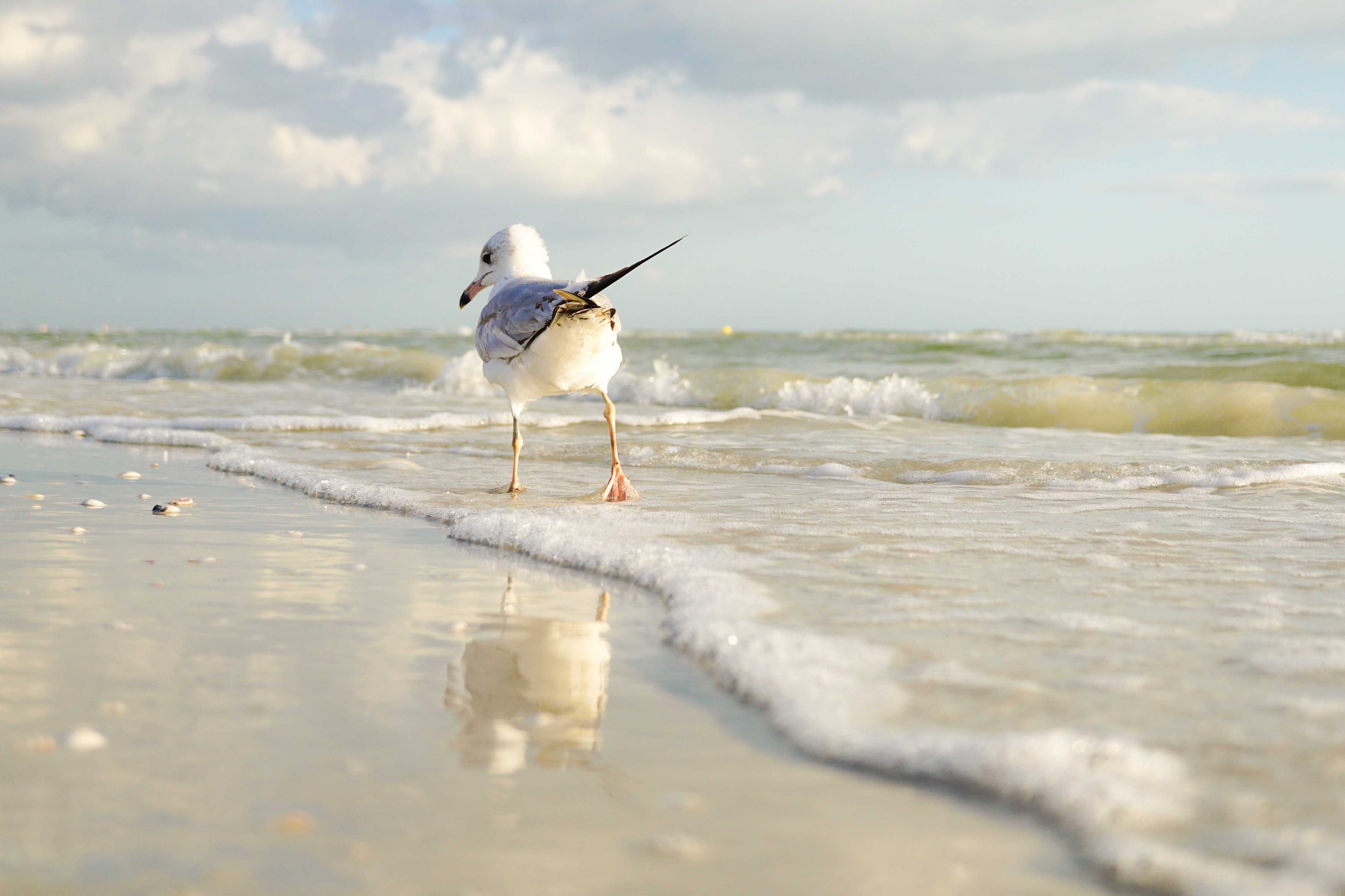 White and Gray Bird Standing on Seaside, Beach, Waves, Water, Walk, HQ Photo