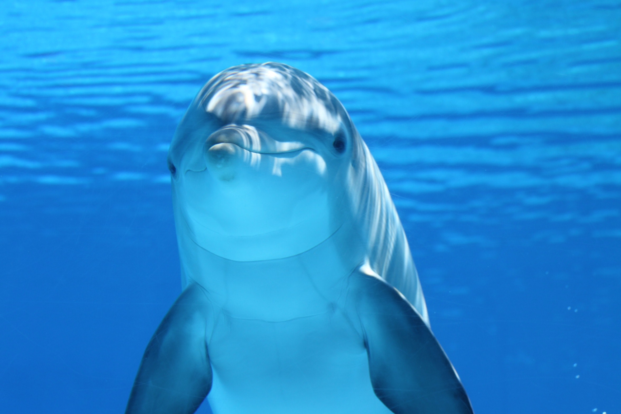 White and Gray Dolphin on Blue Water, Animal, Close-up, Cute, Dolphin, HQ Photo