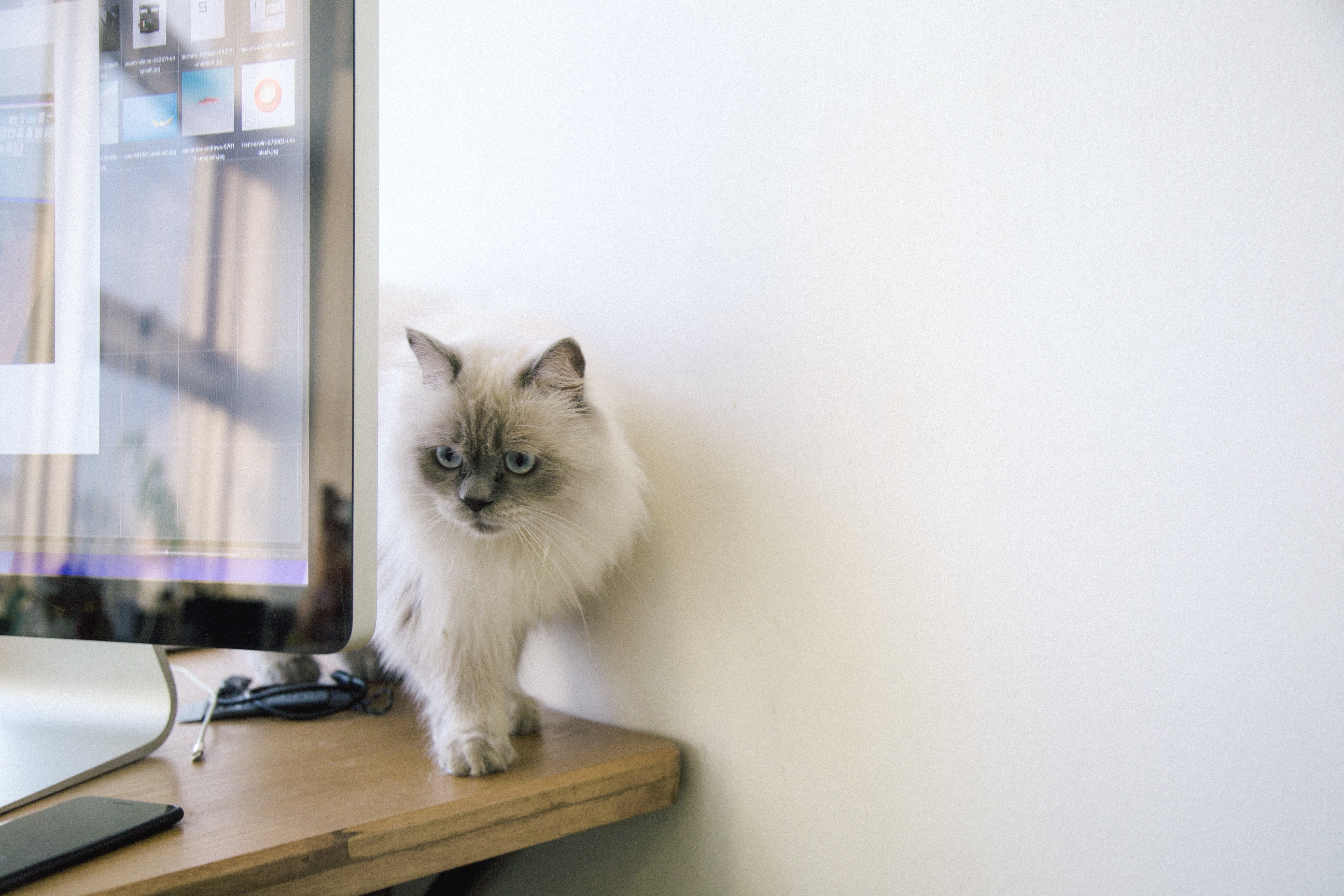 White and Gray Fur Cat, Animal, Indoors, Whiskers, Wall, HQ Photo