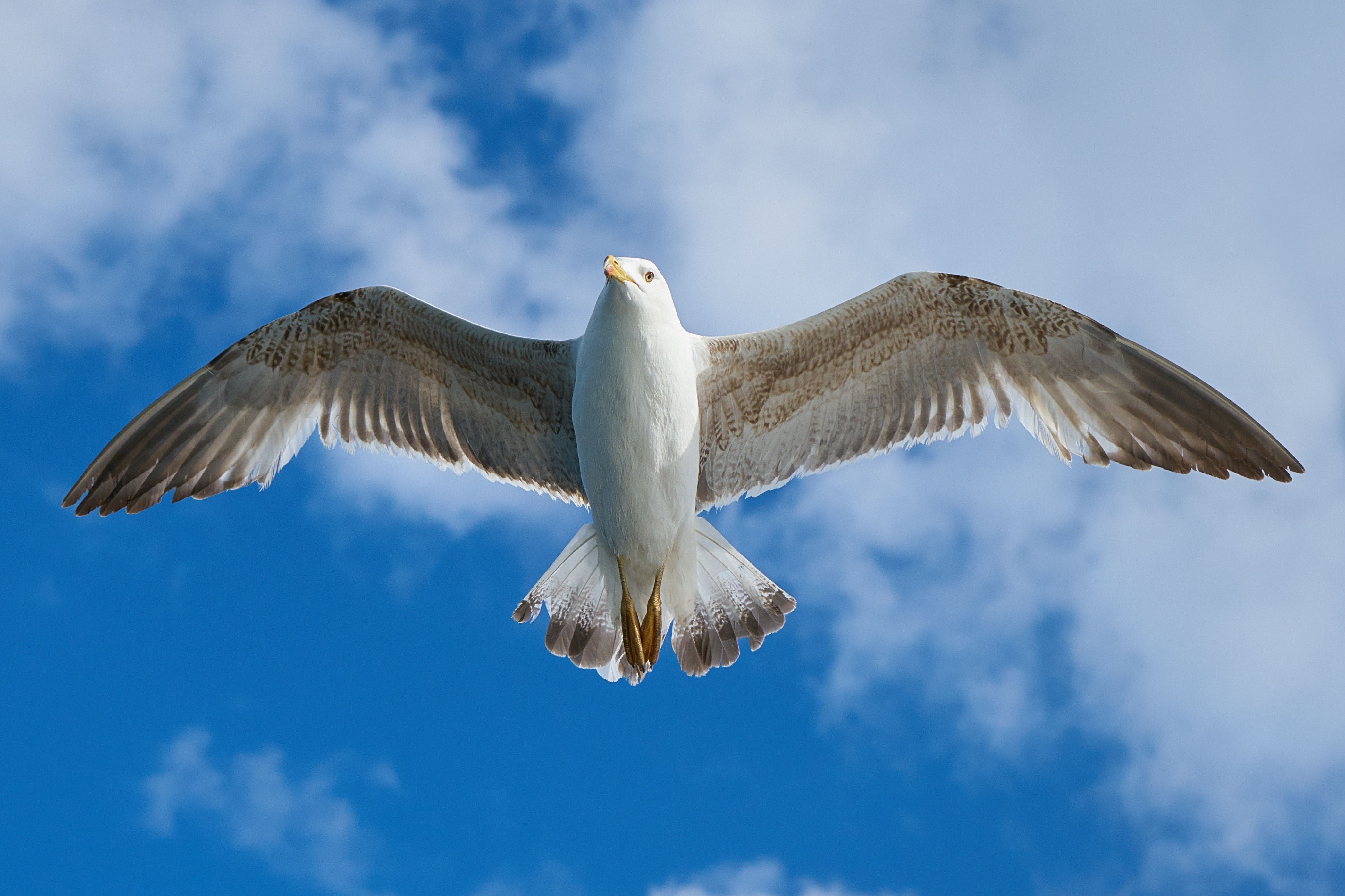 White and grey bird flying freely at blue cloudy sky photo