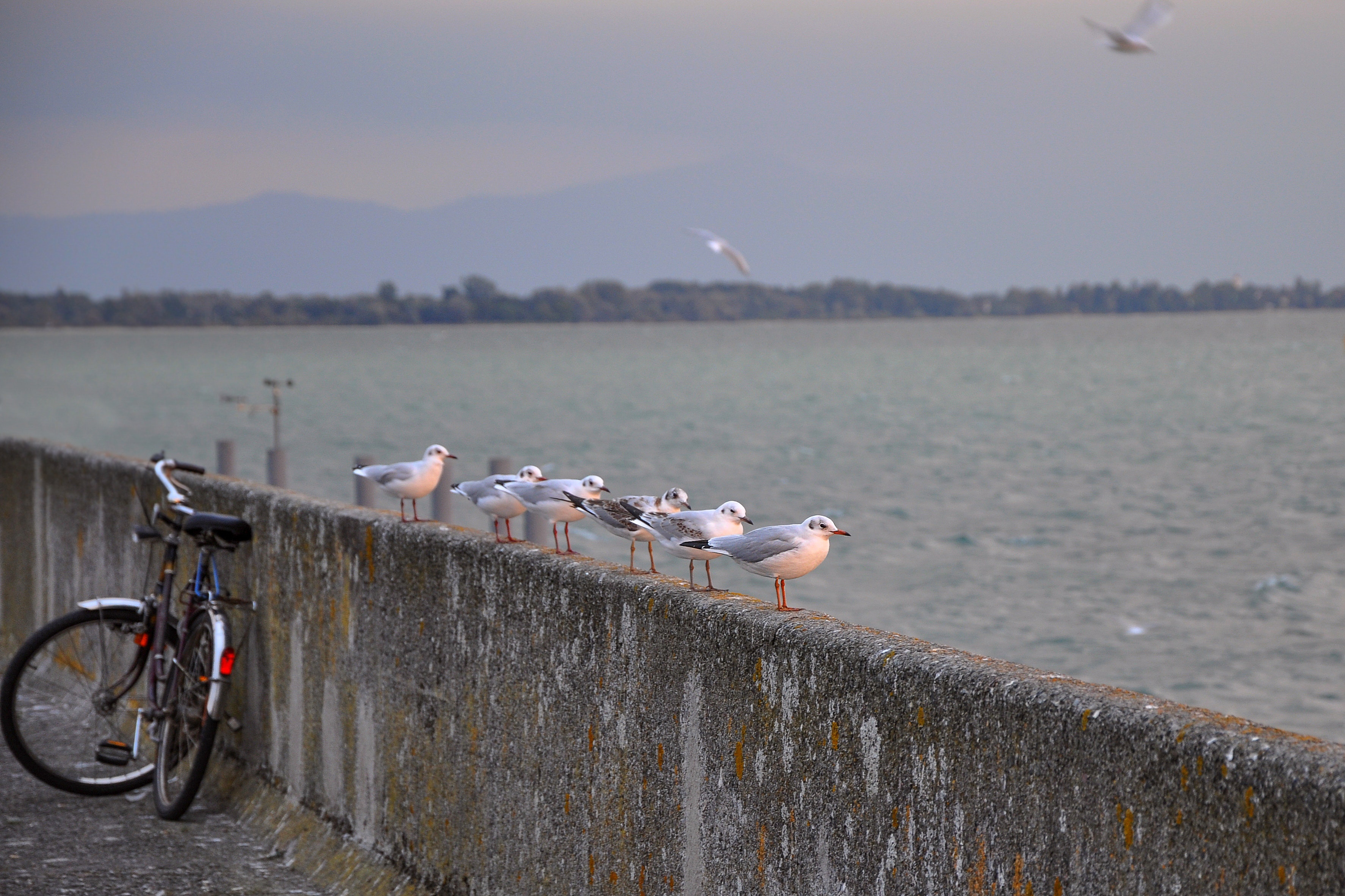 White and grey birds on concrete barrier near body of water photo