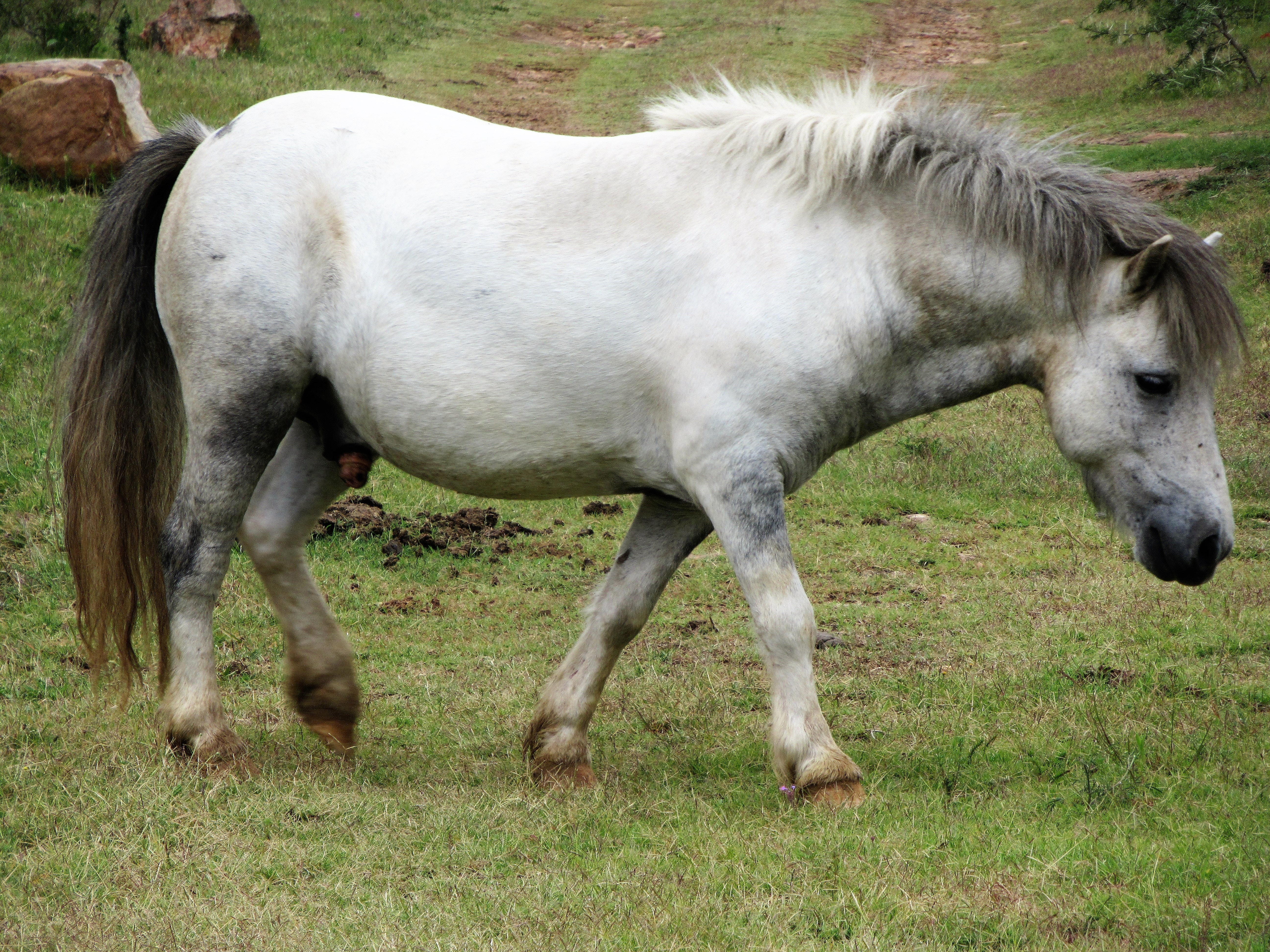 White and grey horse photo