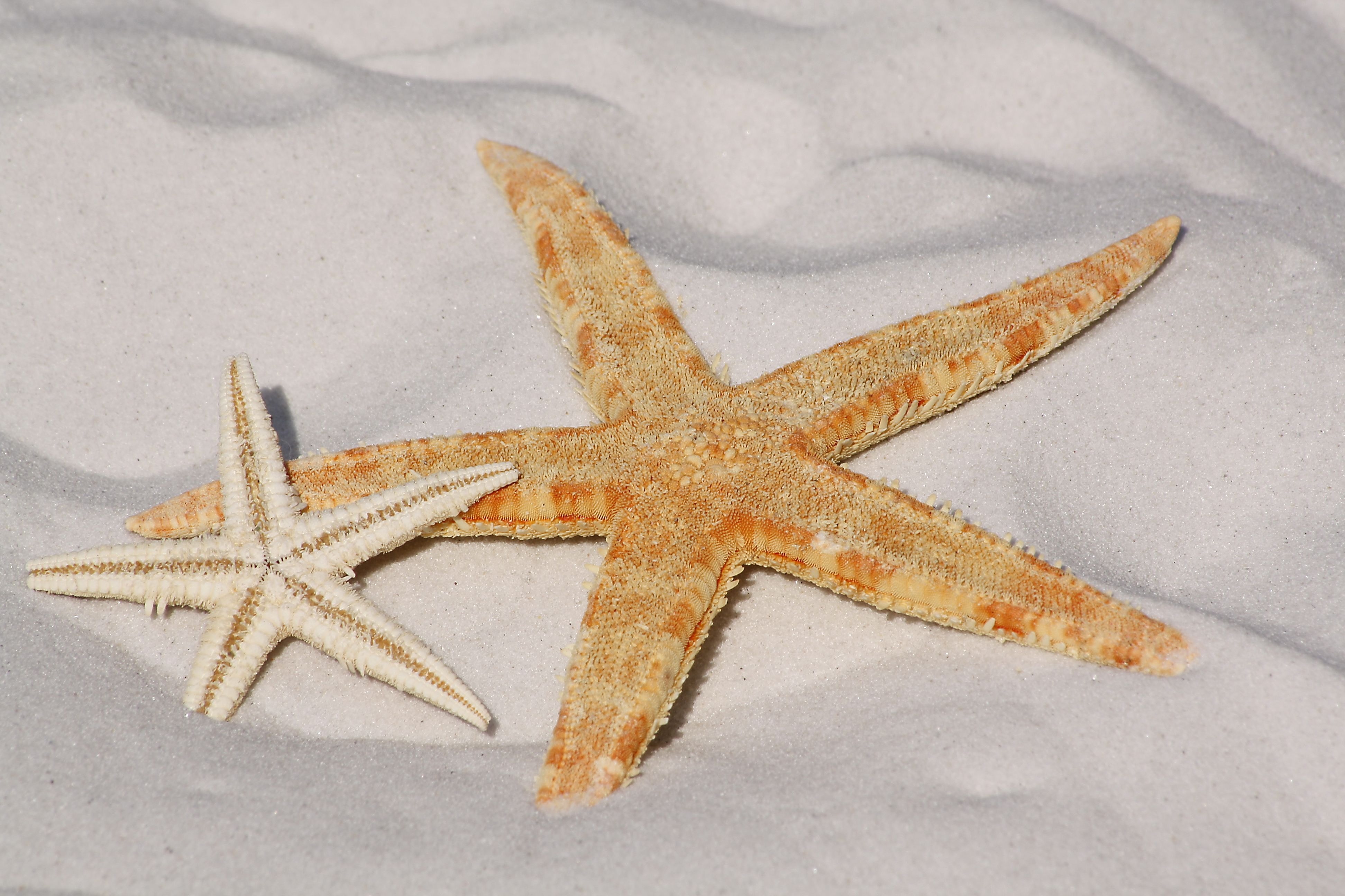 White and orange star fish side by side at the sand photo