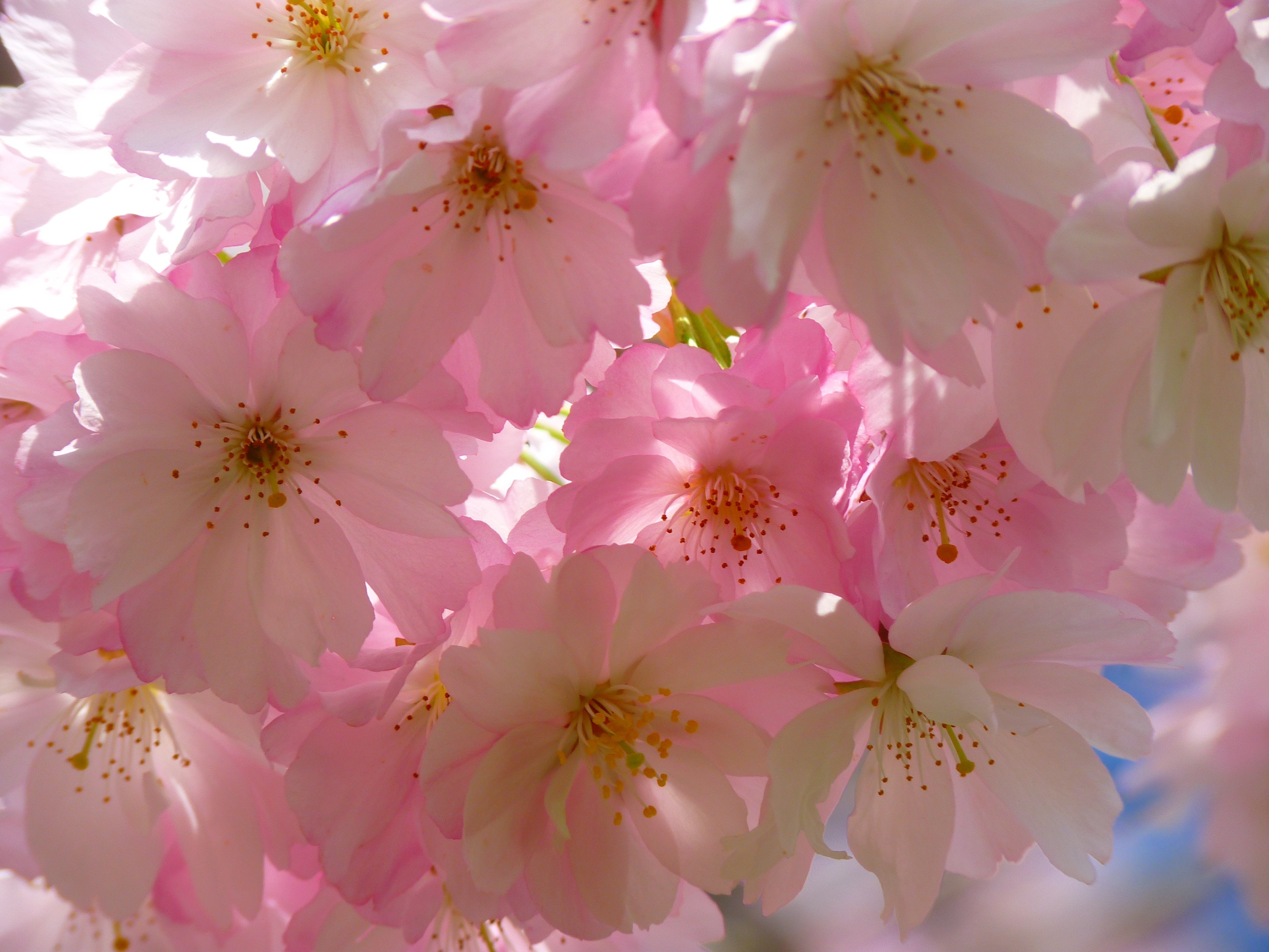 White and pink flowers photo