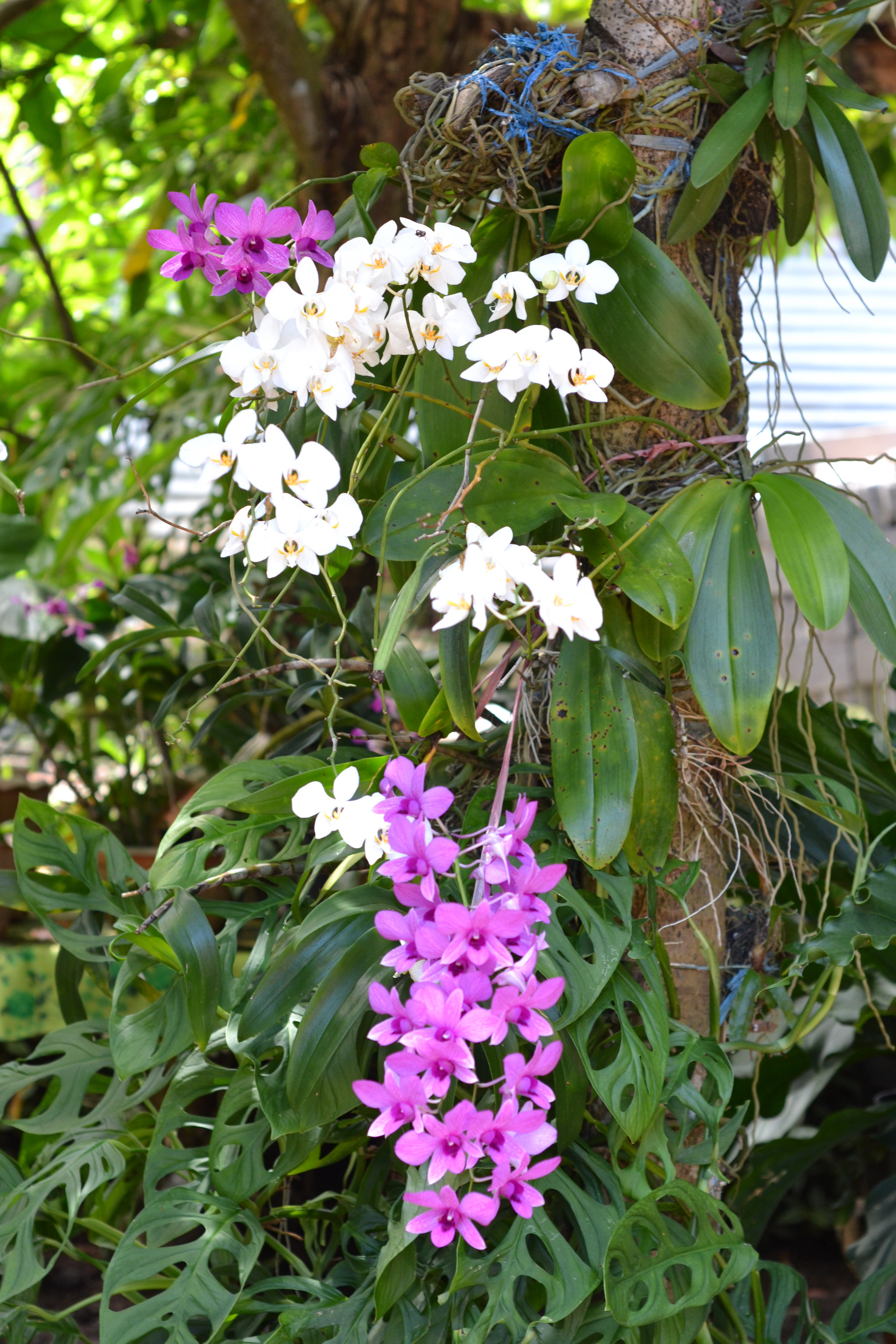 White and purple orchid photo