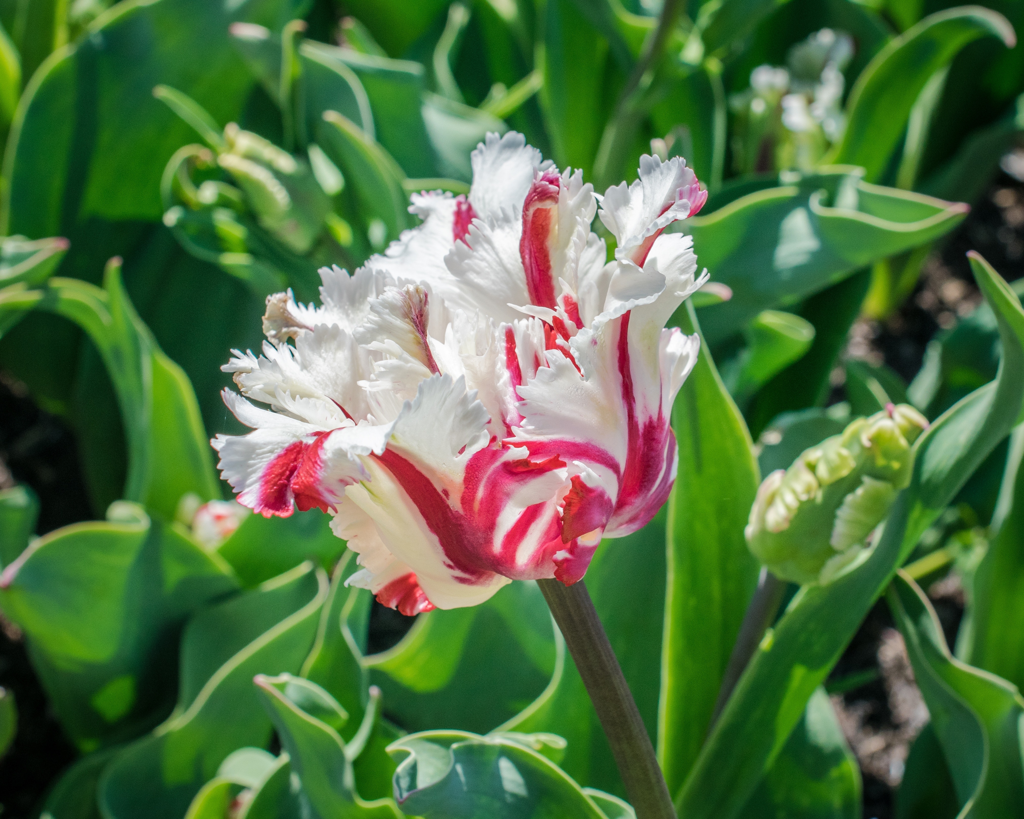 White and Red Flower during Day Time, Focus, Vibrant, Unique, Tulip, HQ Photo