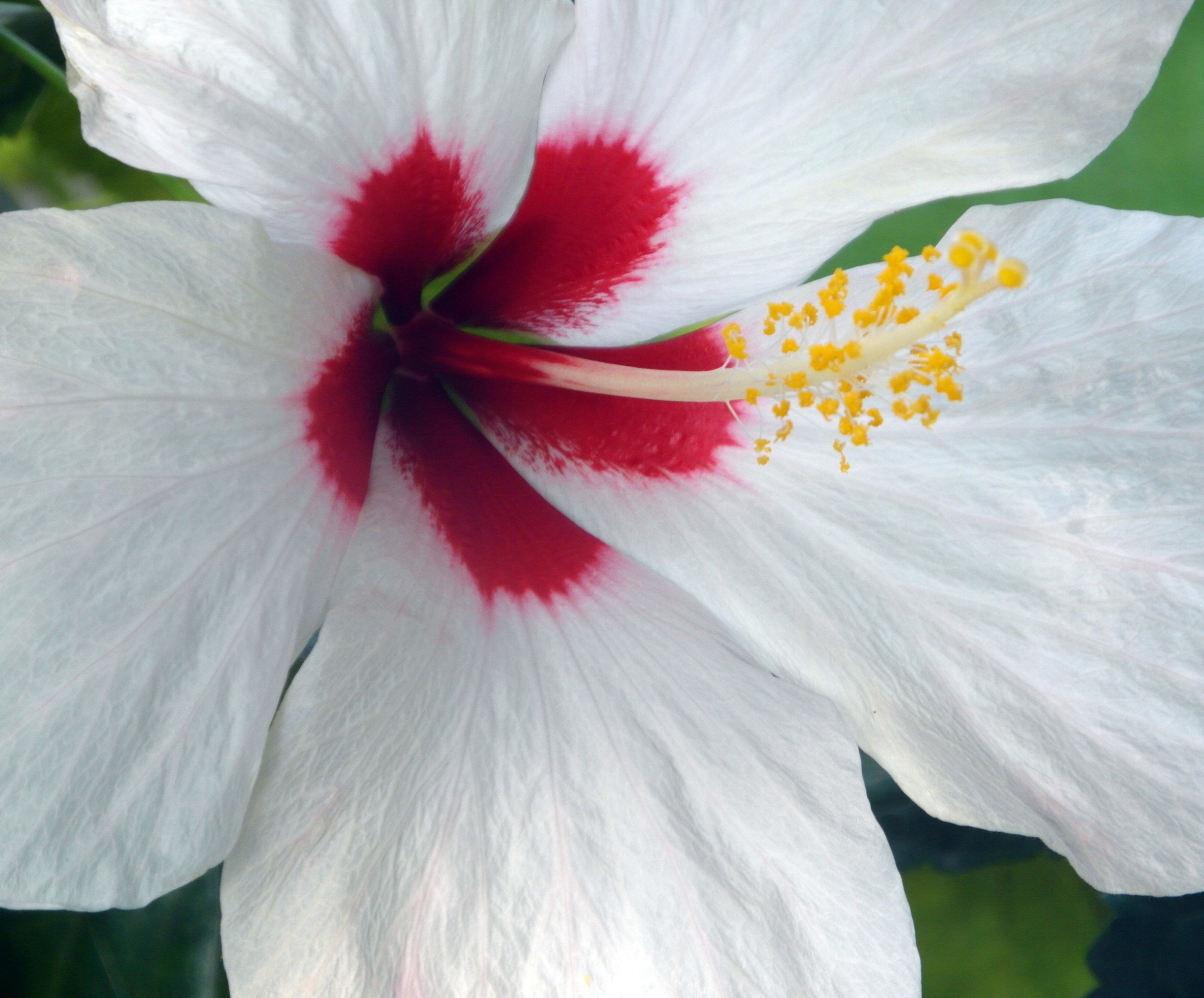 White and red flower photo
