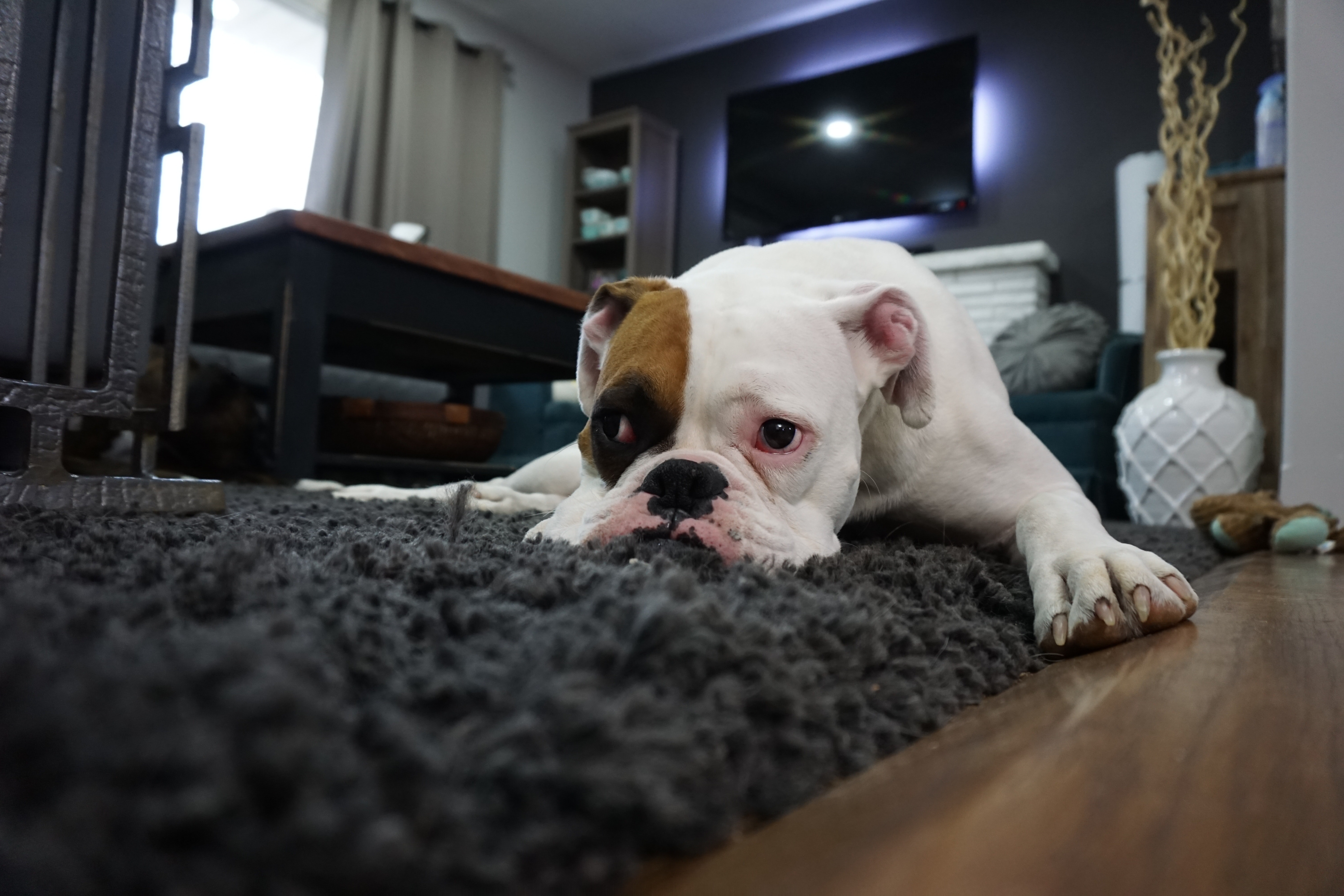 White and Tan English Bulldog Lying on Black Rug, Adorable, Living room, White, Sit, HQ Photo