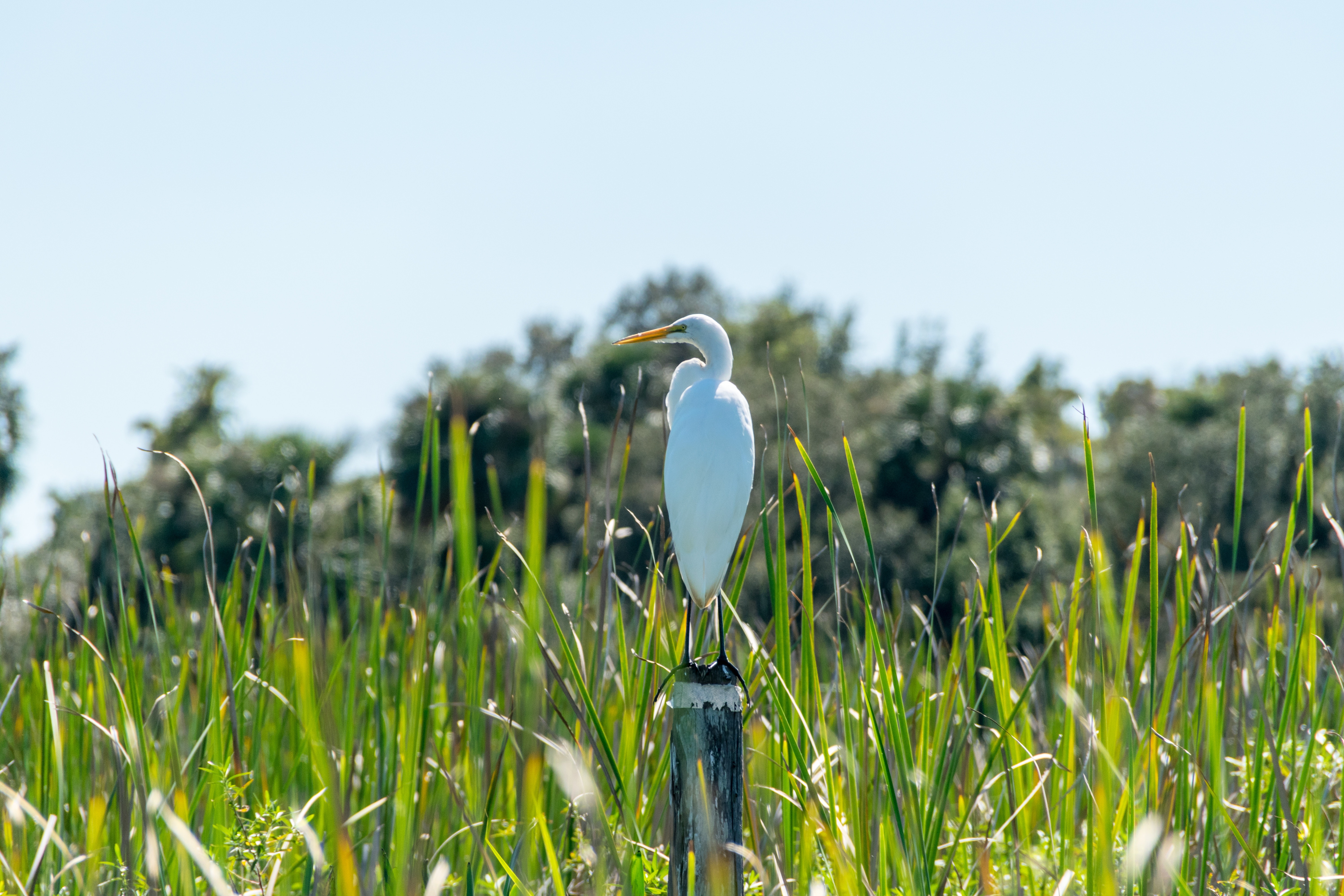 White and yellow bird on pole beside grasses during daytime photo
