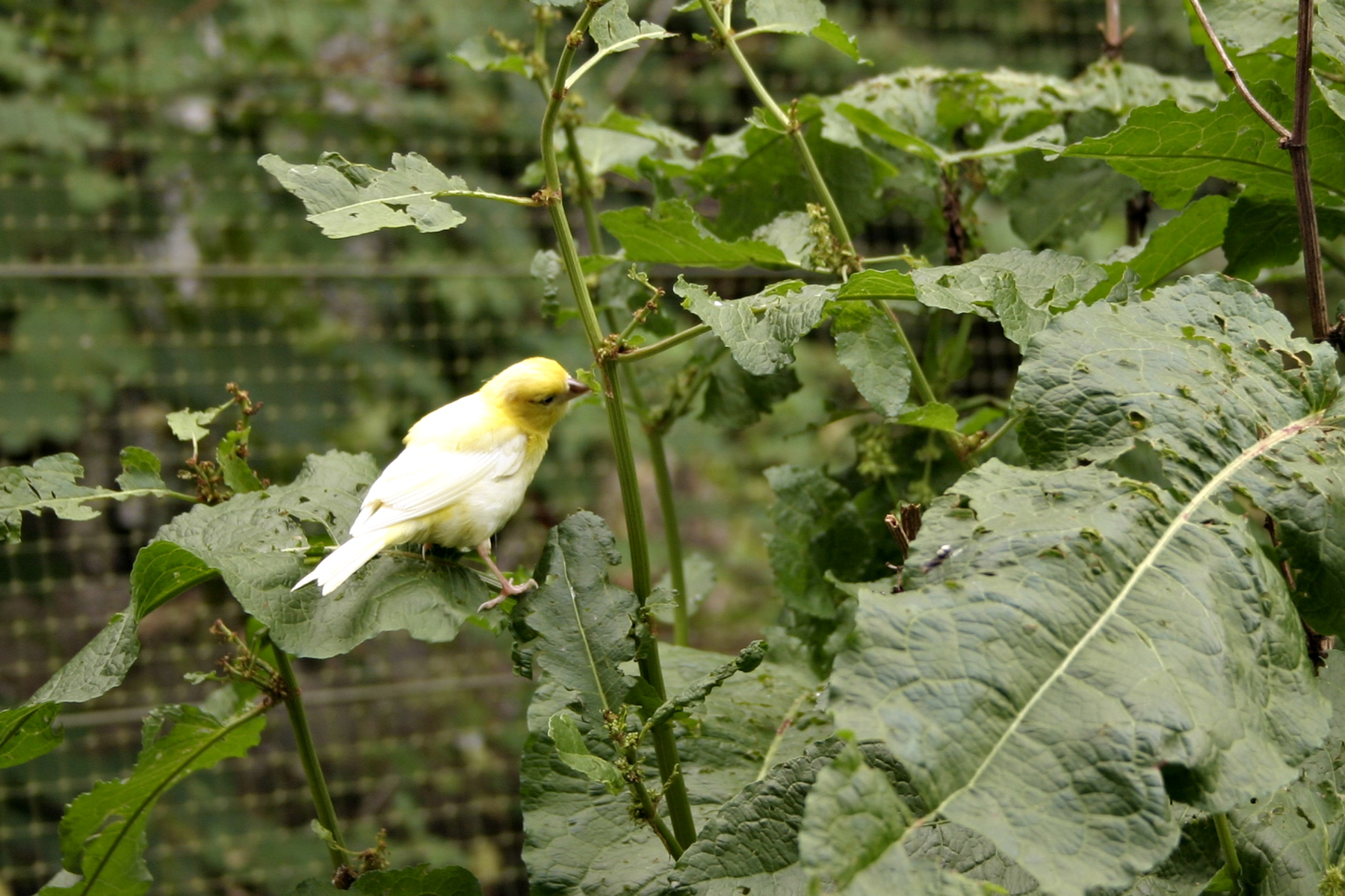White and yellow bird photo