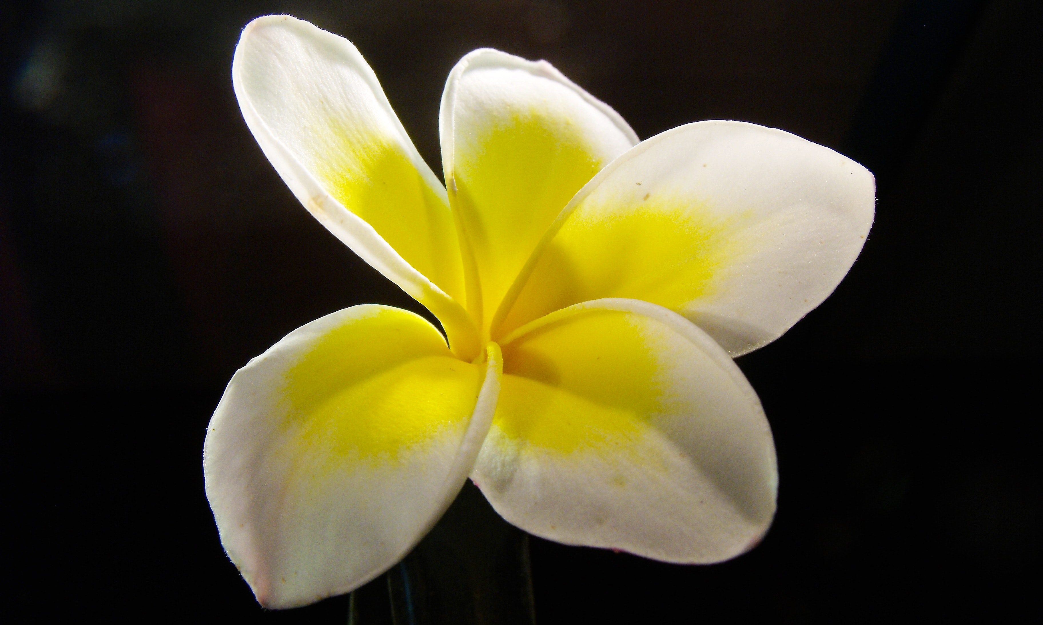 White and yellow flower photo