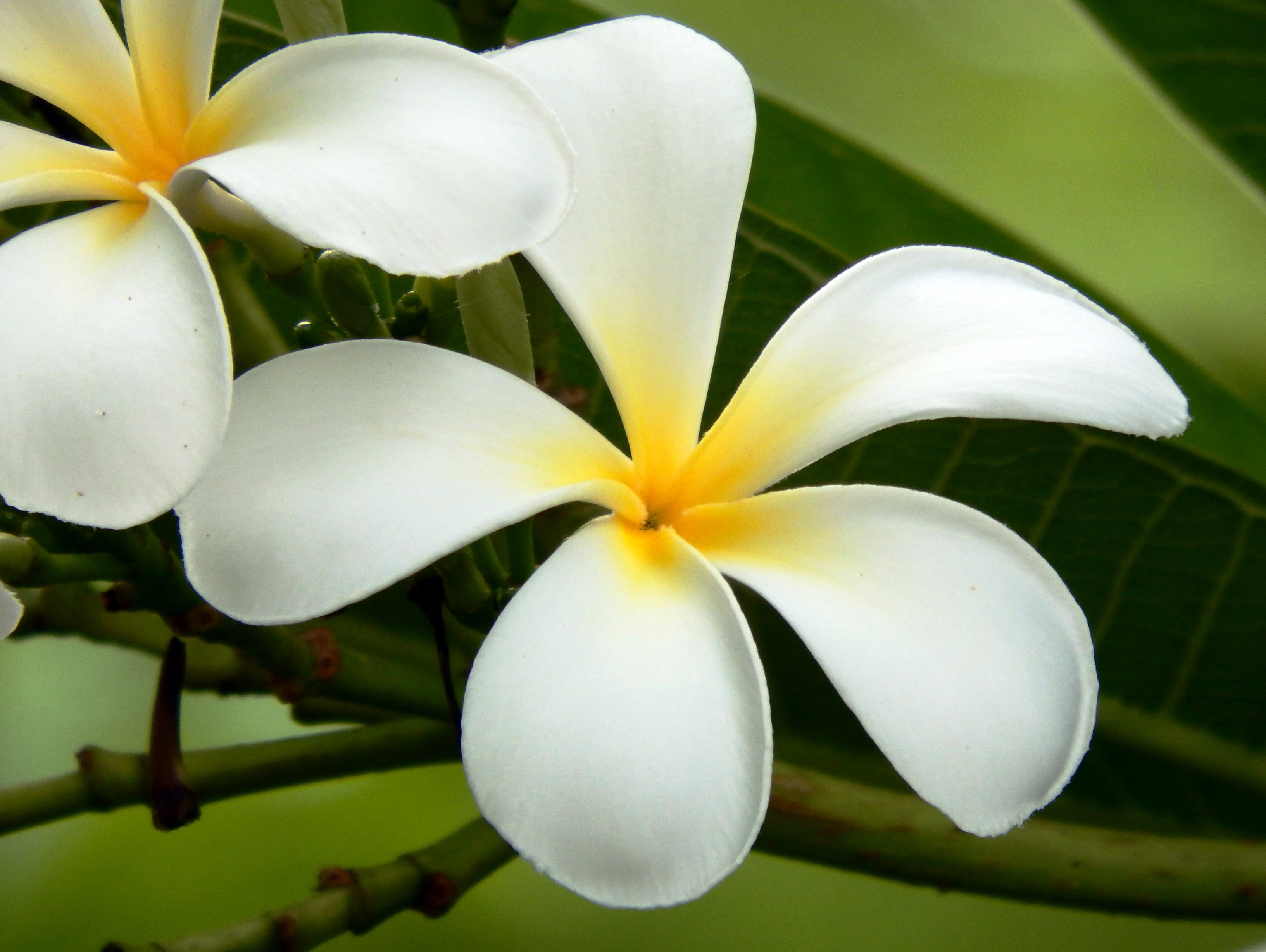 White and yellow flower photo