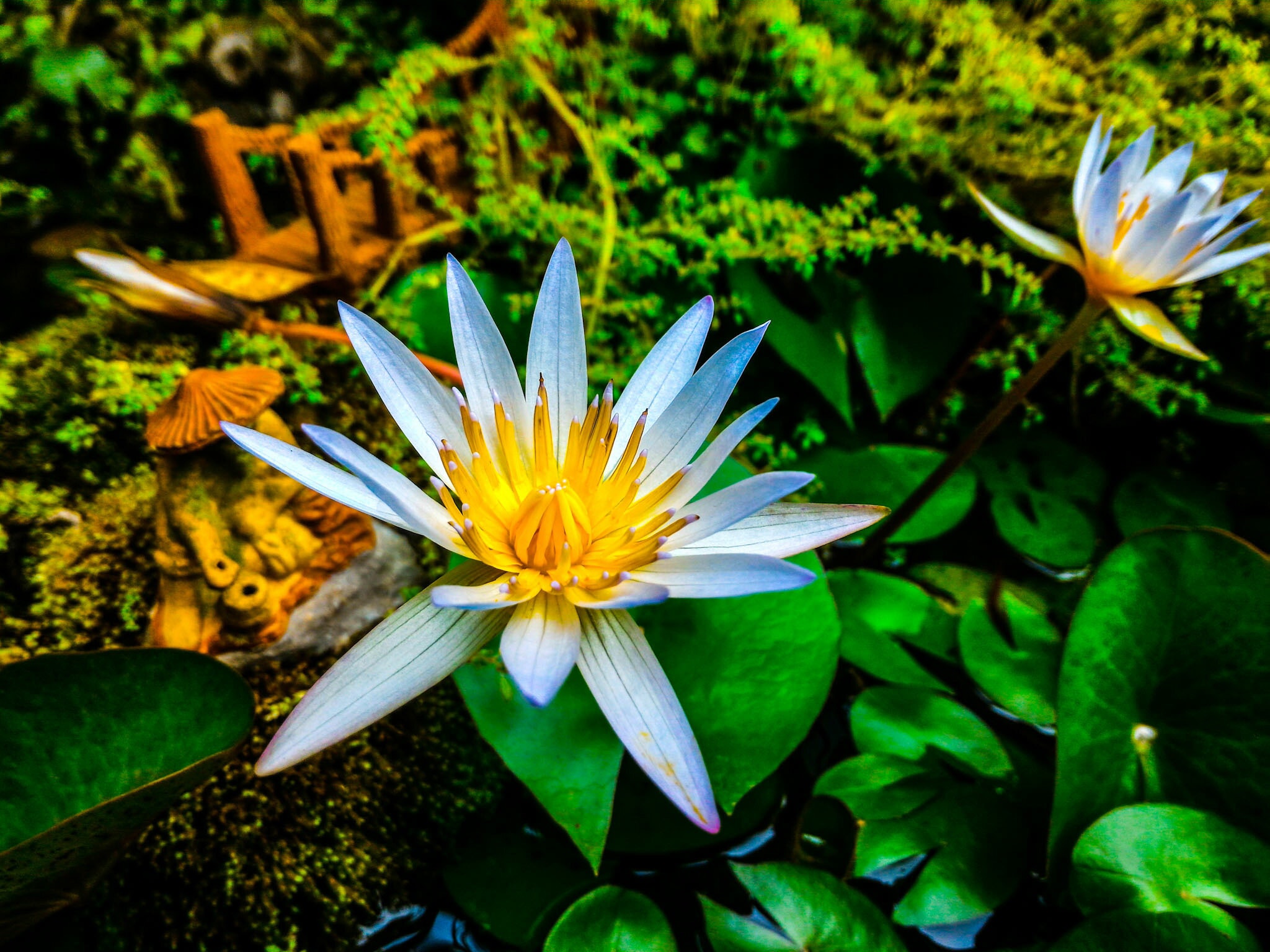 White and Yellow Flowers, Aquatic plant, Waterlily, Water, Summer, HQ Photo