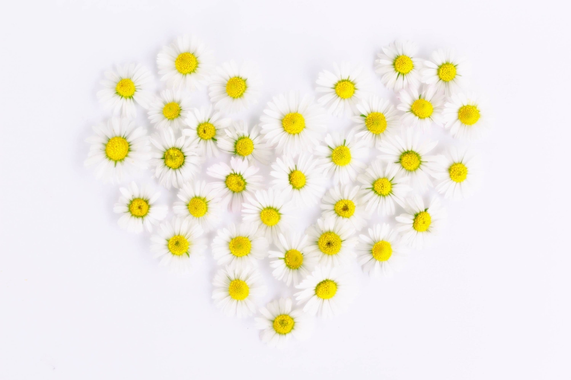 White and Yellow Flowers in Heart Form, Bloom, Blossom, Daisies, Flora, HQ Photo