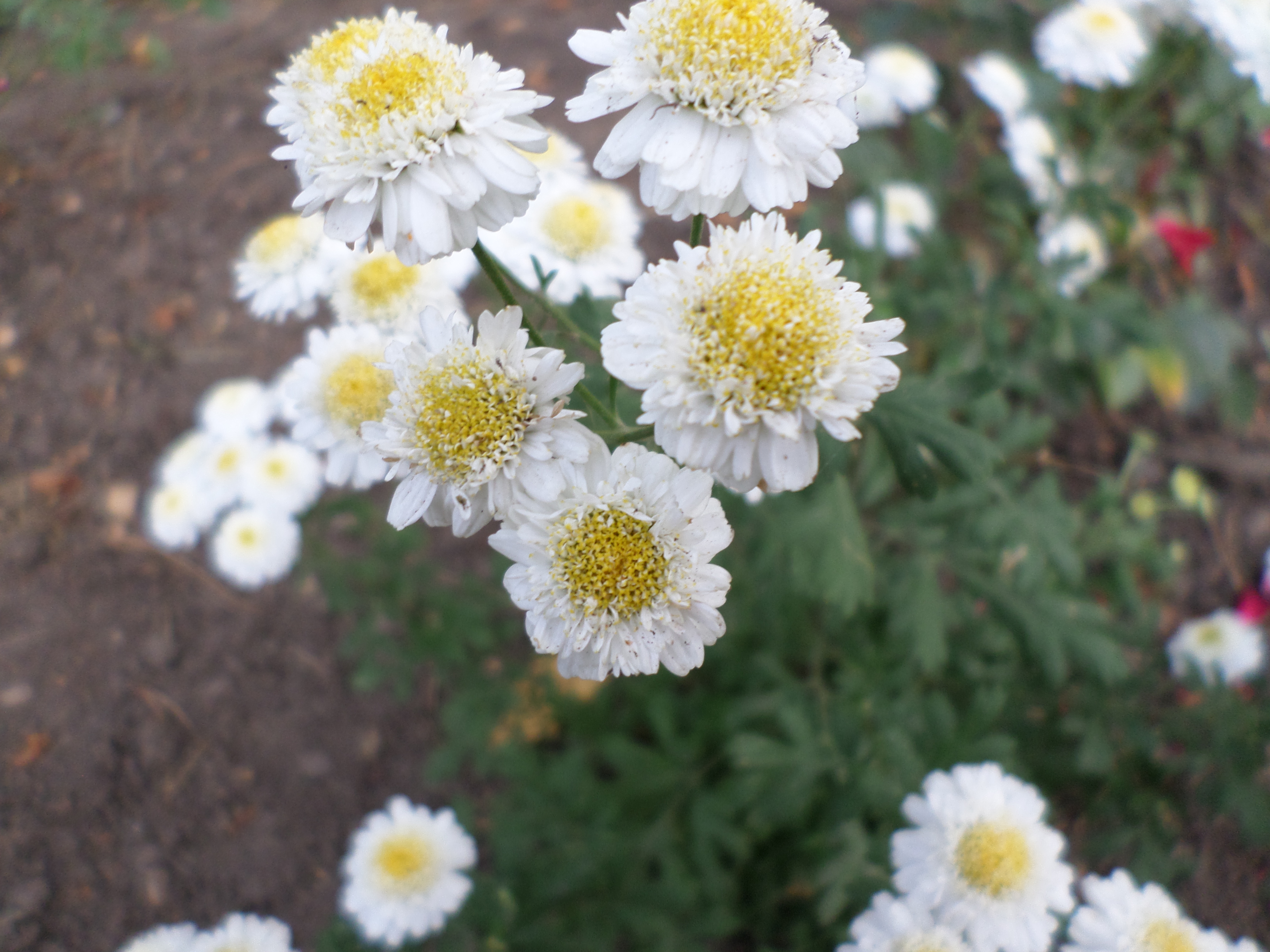 White and yellow flowers, Blooms, Flowers, Leaf, Leaves, HQ Photo