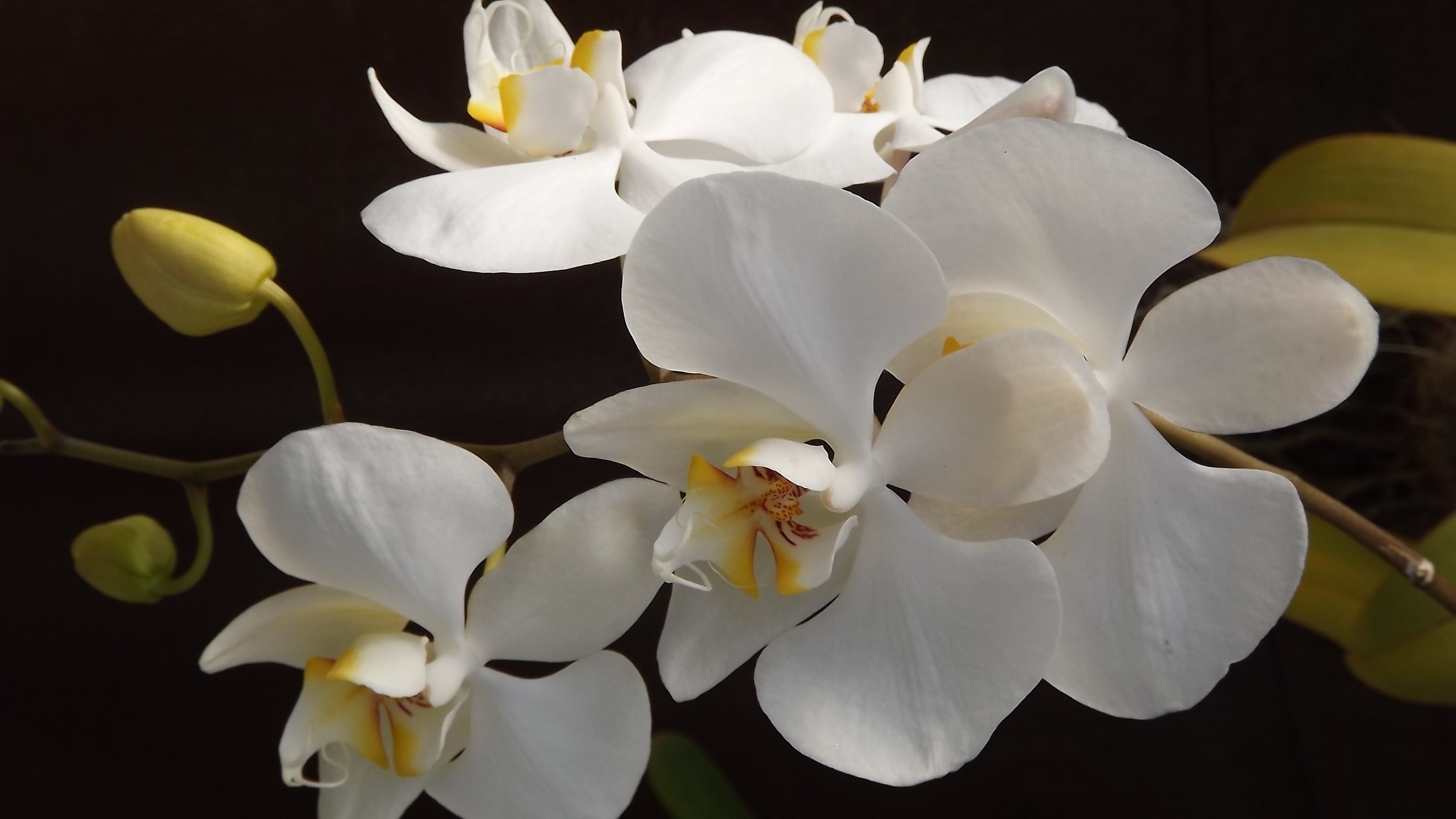 White and yellow orchid flowers photo