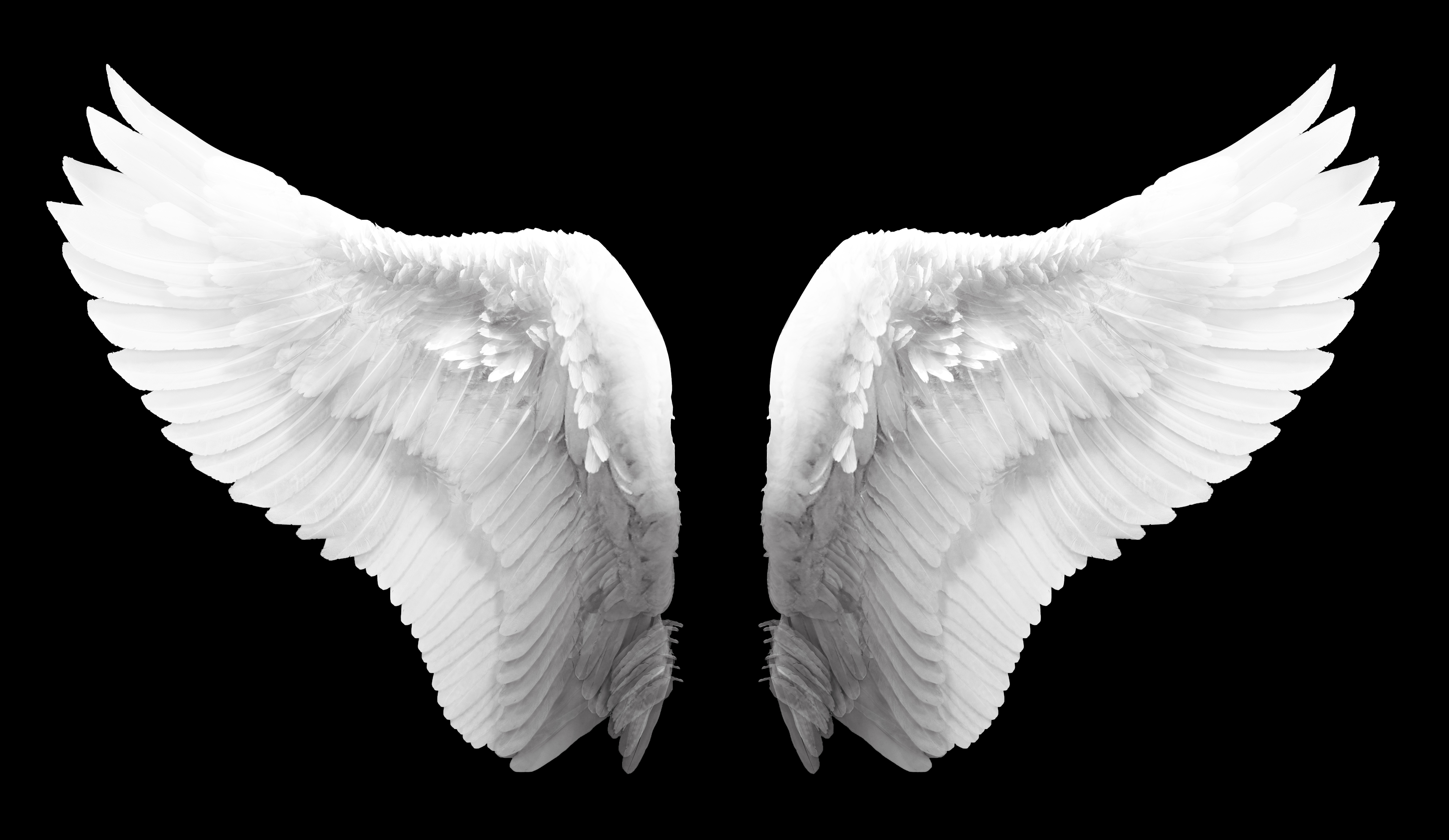 White Angel Wings, Angel, Feathers, White, Wing, HQ Photo