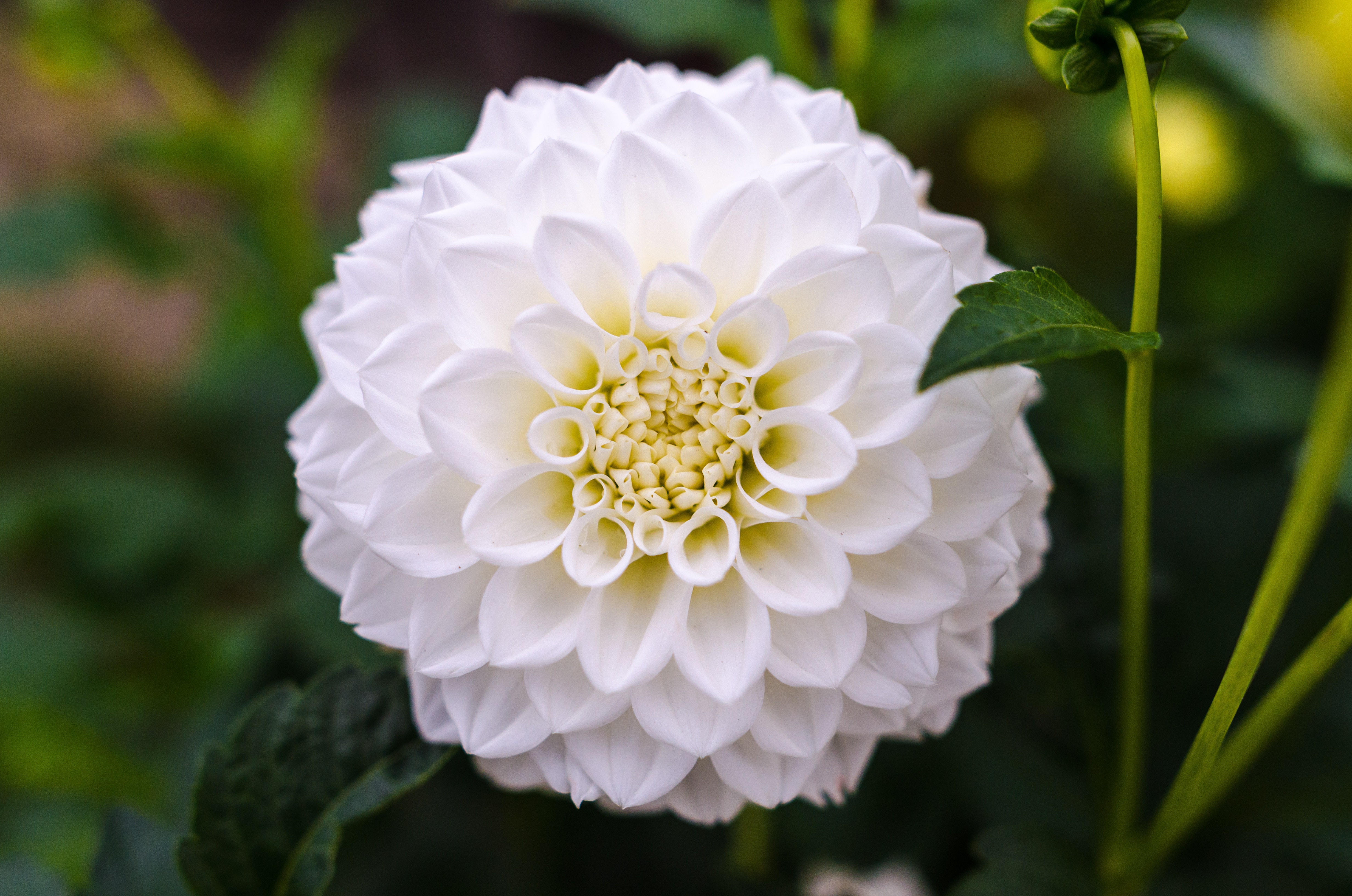 White Ball Dahlia Closeup Photography, Background, Flower, Season, Pollen, HQ Photo
