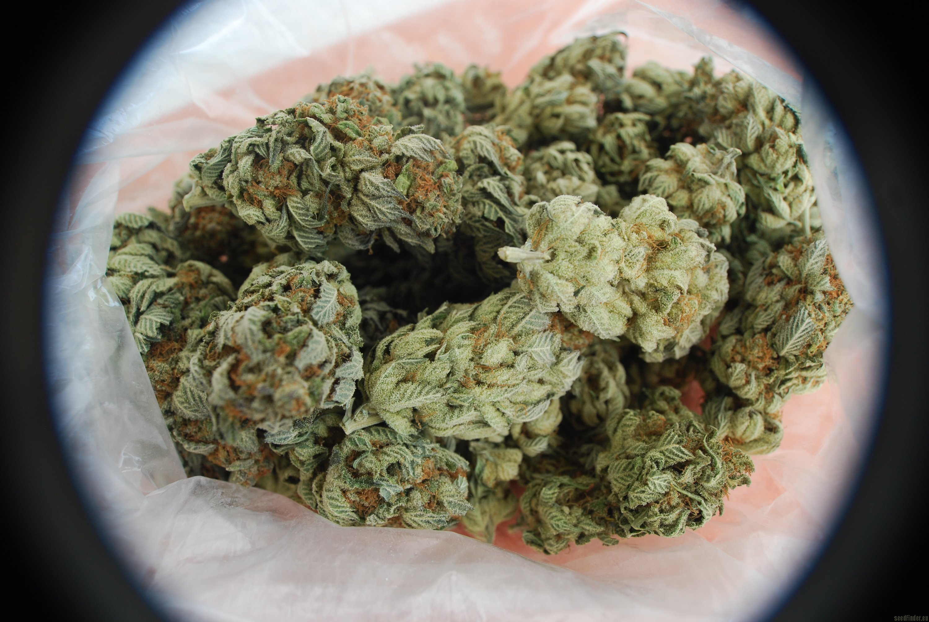 Strain-Gallery: White Berry (Paradise Seeds) PIC #07061208881671934 ...