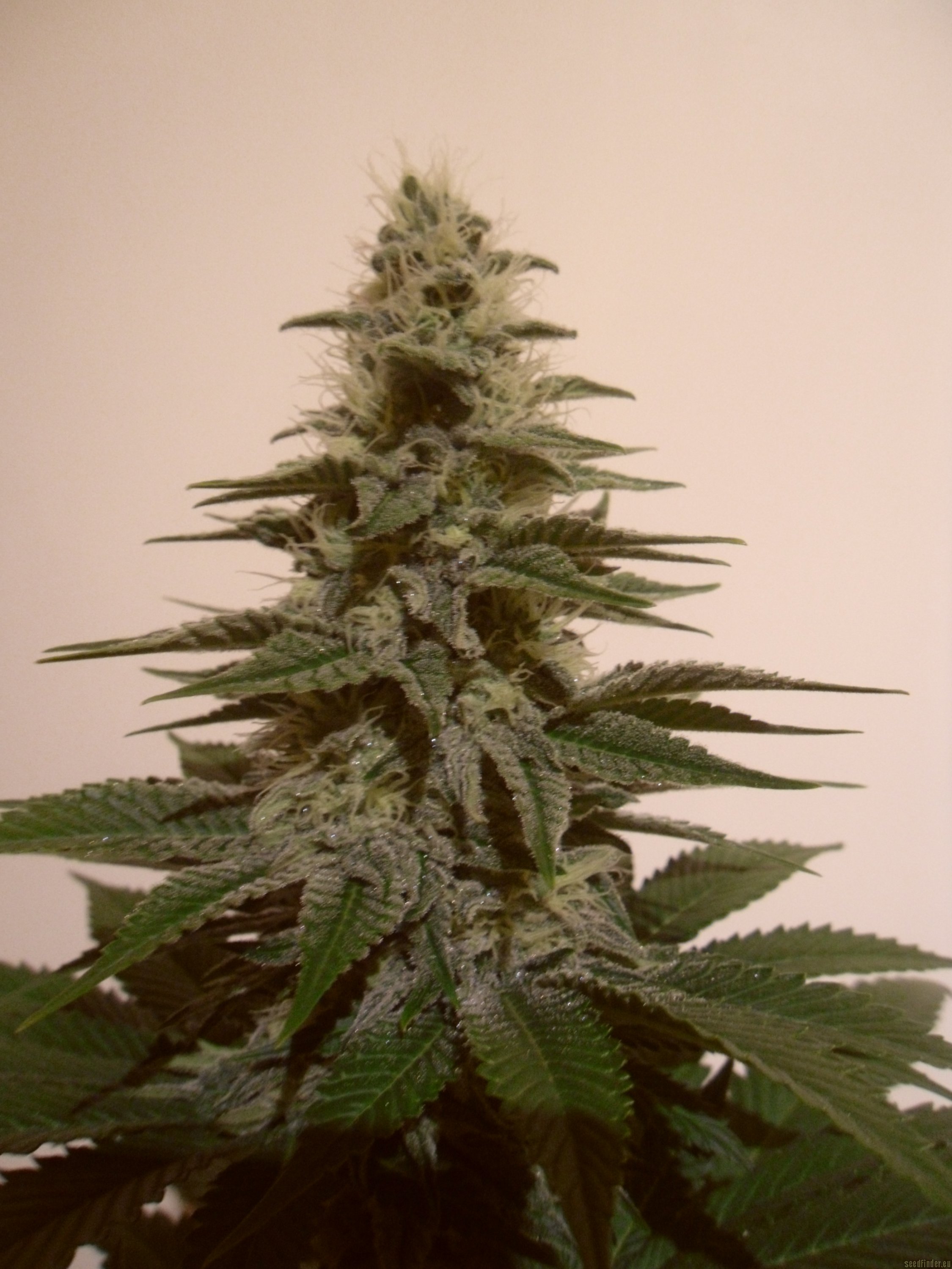 Strain-Gallery: White Berry (Paradise Seeds) PIC #24101218576111081 ...