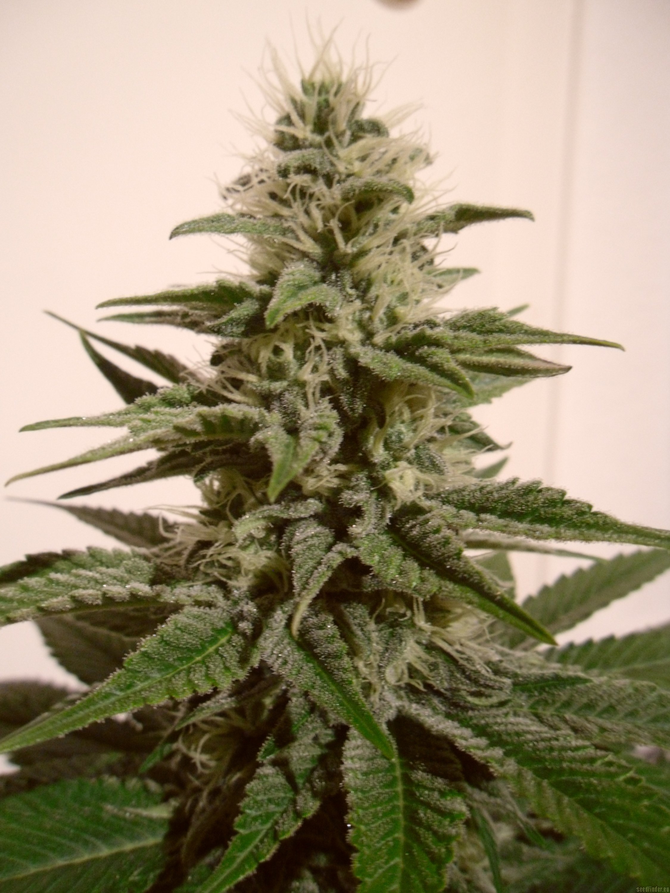 Strain-Gallery: White Berry (Paradise Seeds) PIC #24101202621865512 ...