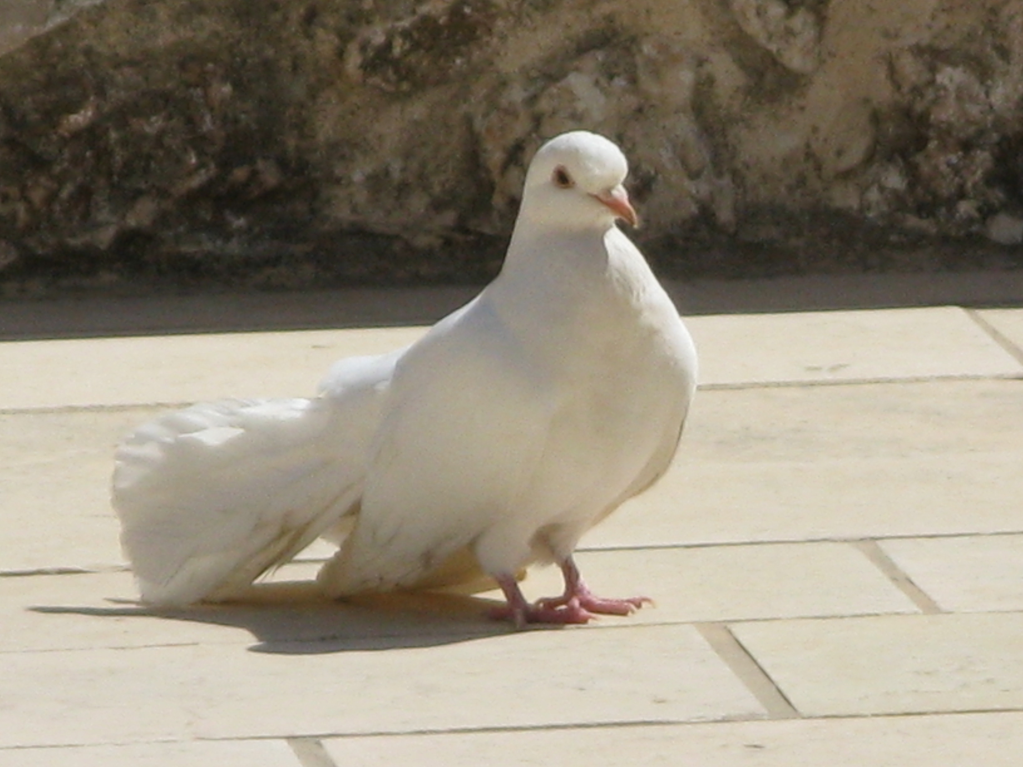 White bird photo