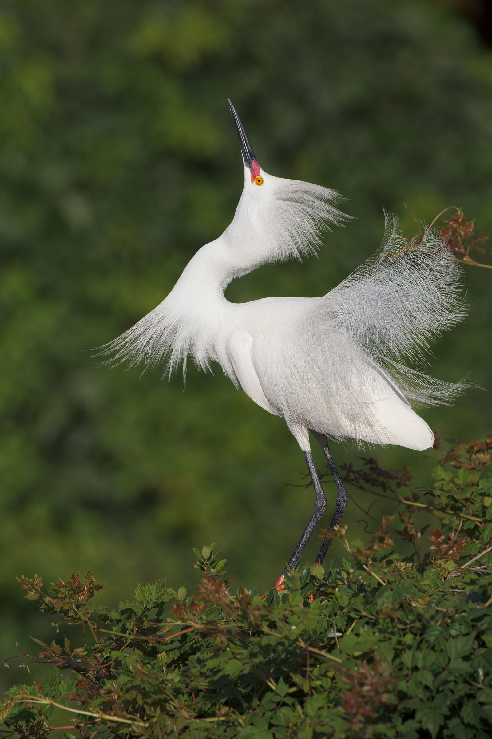 How to Photograph White Birds | Audubon