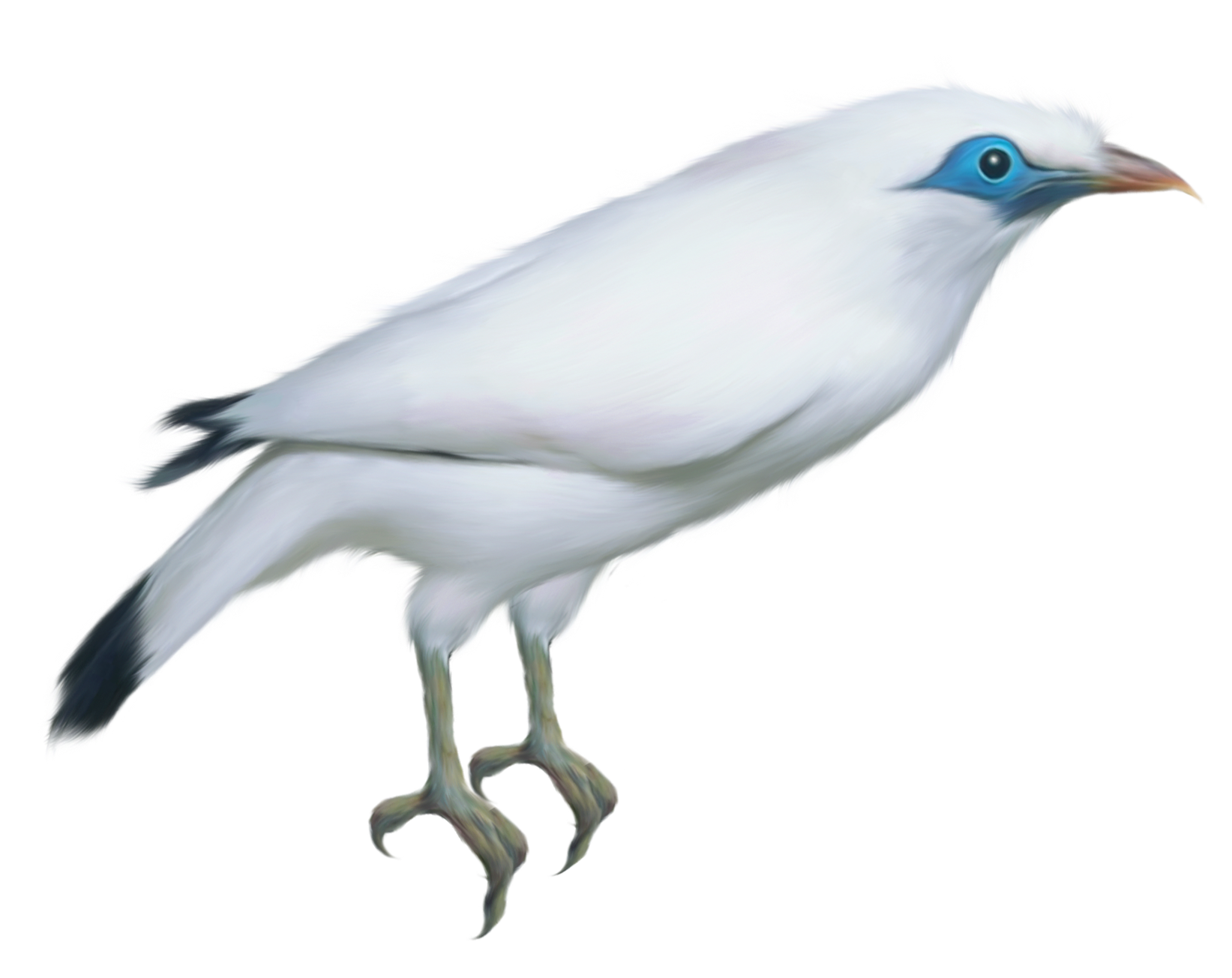 White Bird Transparent PNG Clipart Picture | Gallery Yopriceville ...