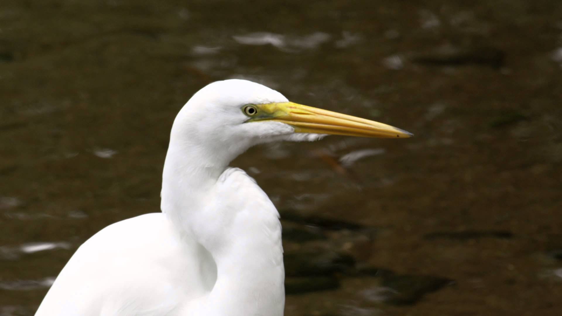 Closeup of white egret looking bird in rio, Brazil. - YouTube