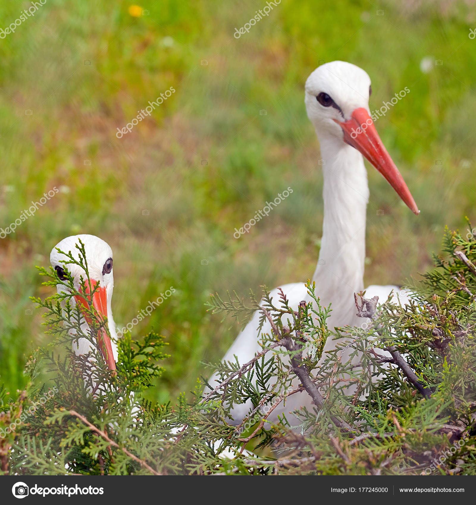Pair of white stork conceptual bird portrait closeup. Looking ou ...
