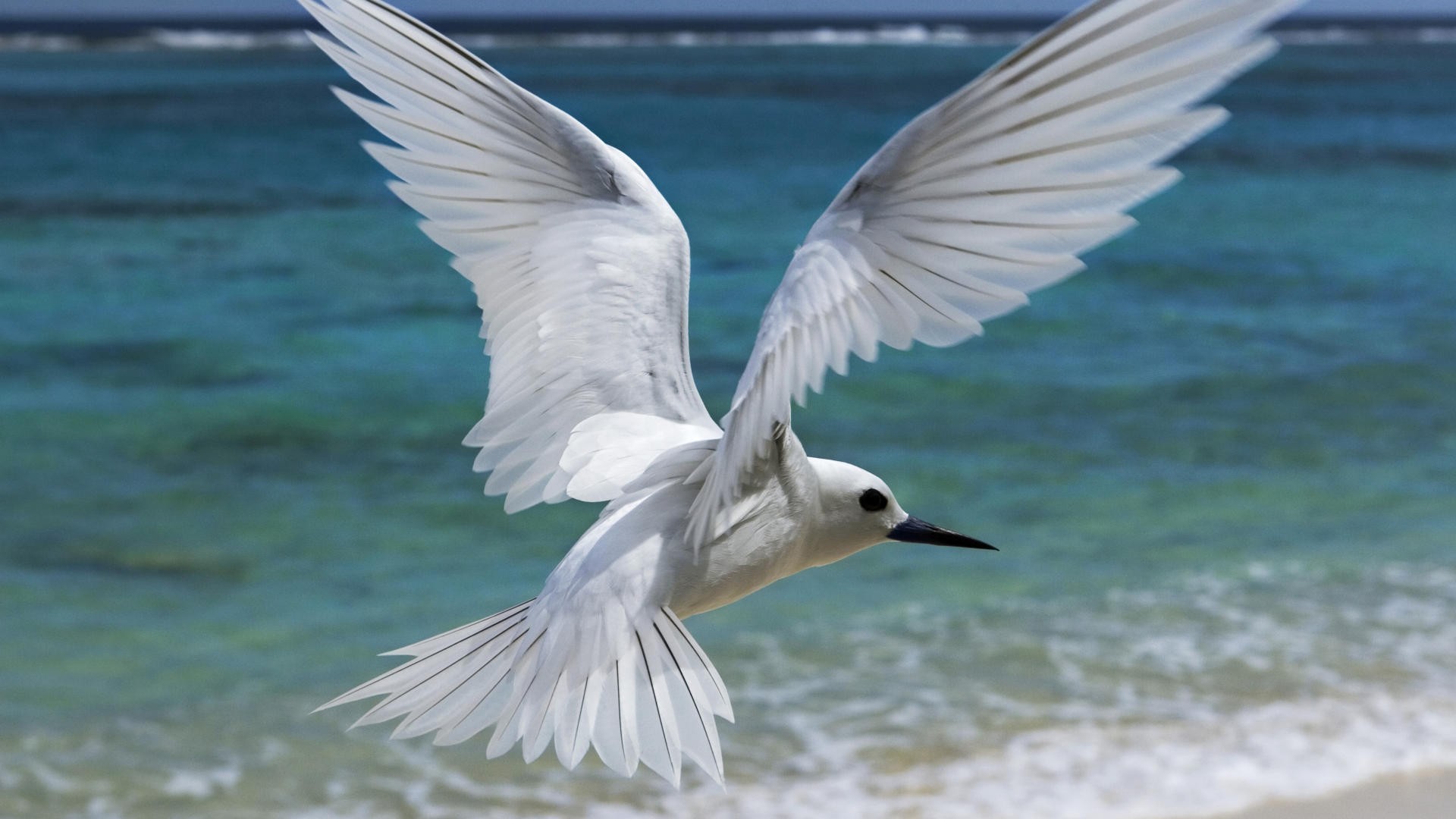 Birds: Hawaii Flying Islands White Bird Desktop Images for HD 16:9 ...