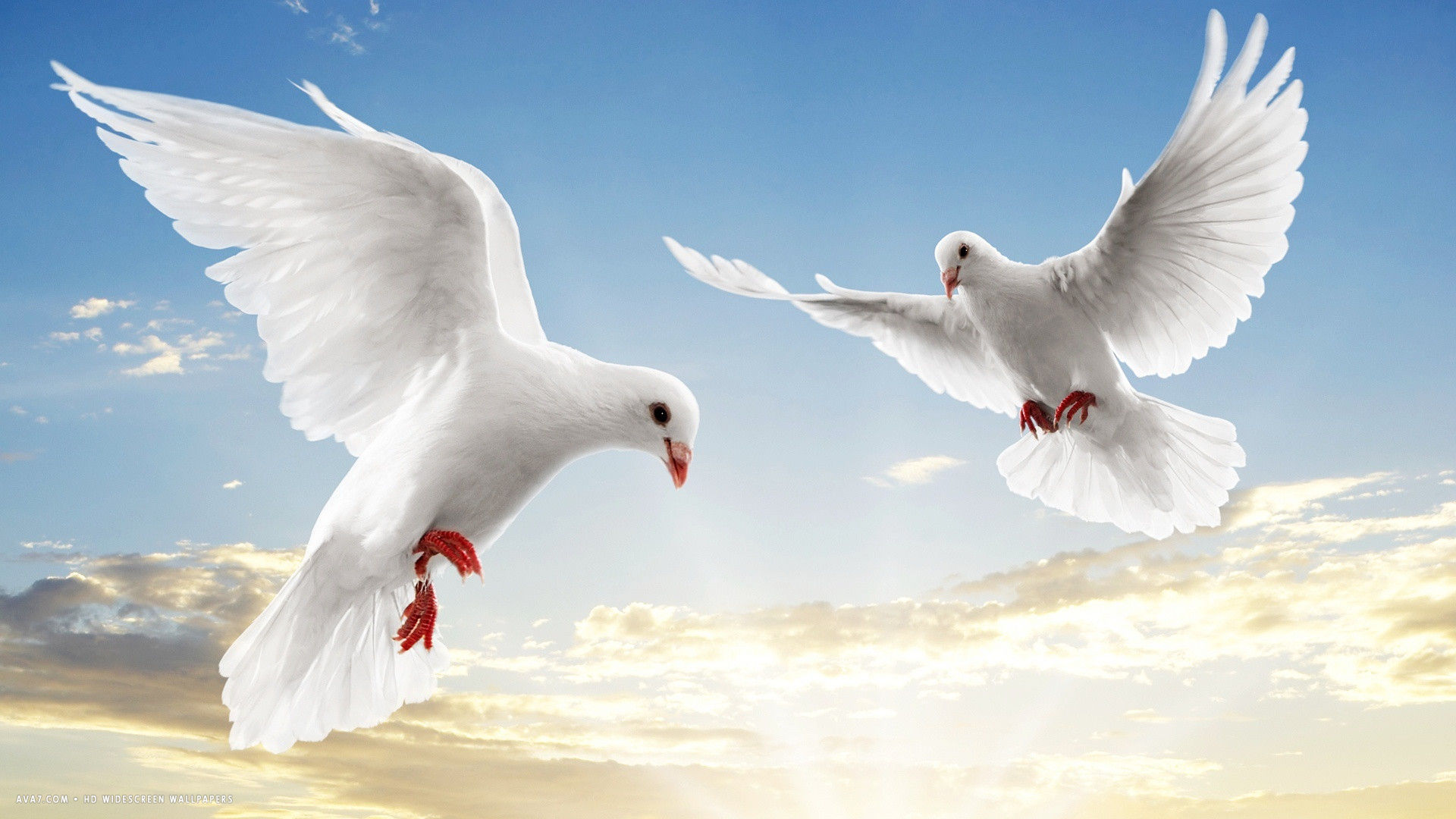 dove white doves bird flying sky sunset clouds hd widescreen ...