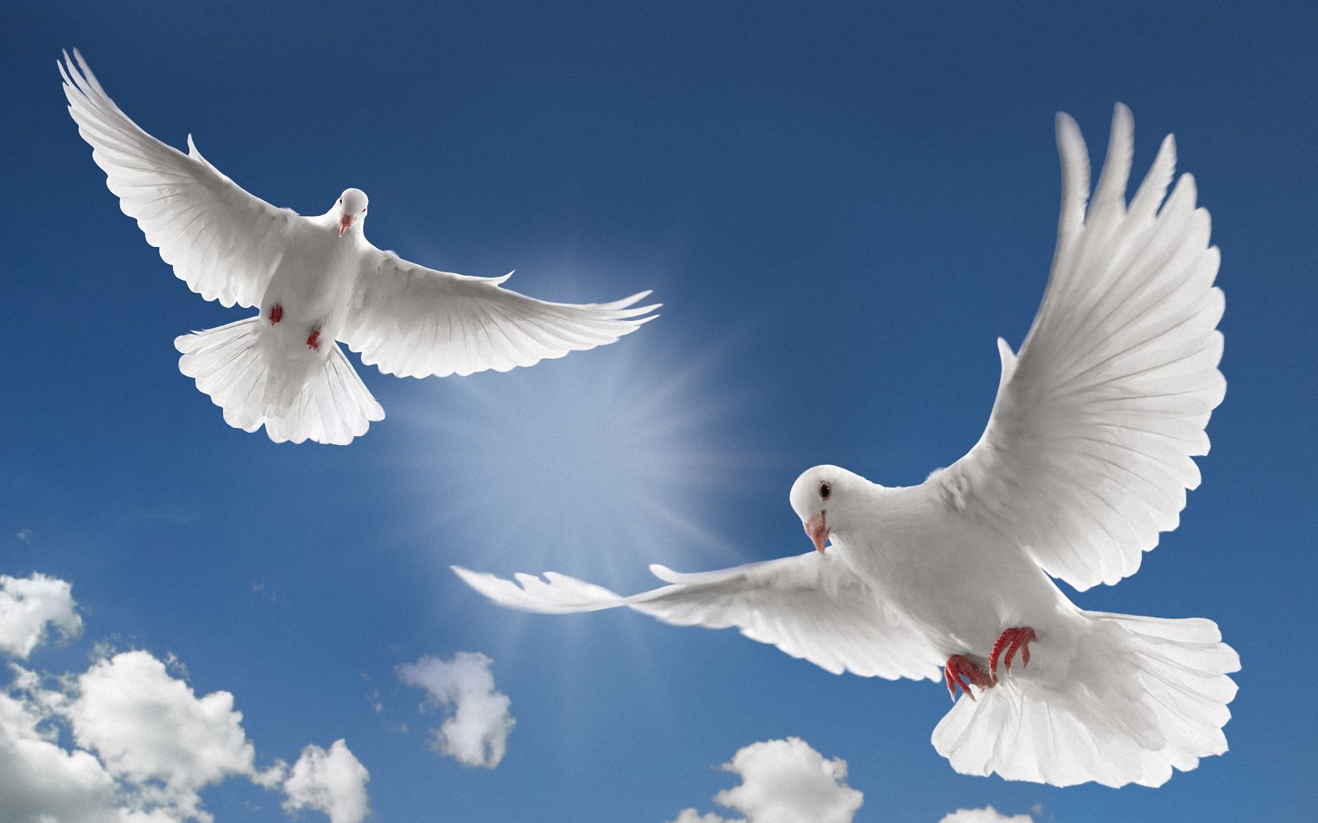 Image - Dove-bird-flying-wallpaper-4.jpg | Animal Jam Clans Wiki ...