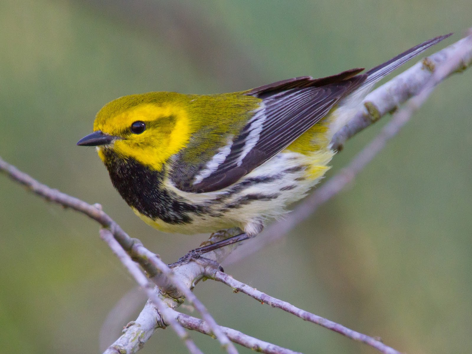 NC Mountain Birds: Black-throated Green Warbler