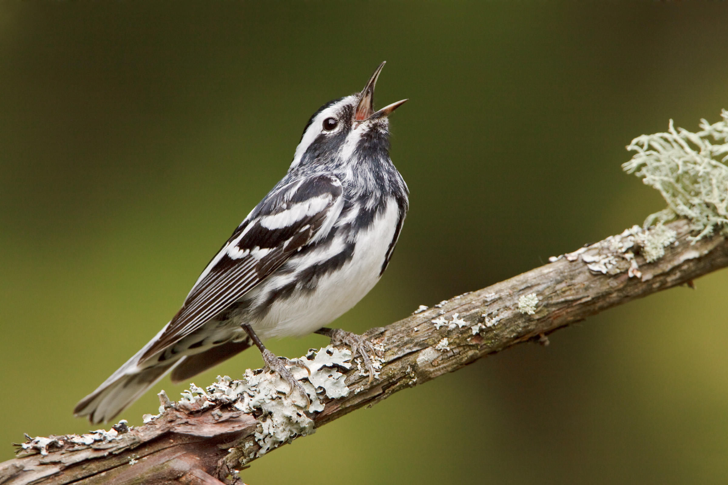 Black-and-white Warbler | Audubon Field Guide