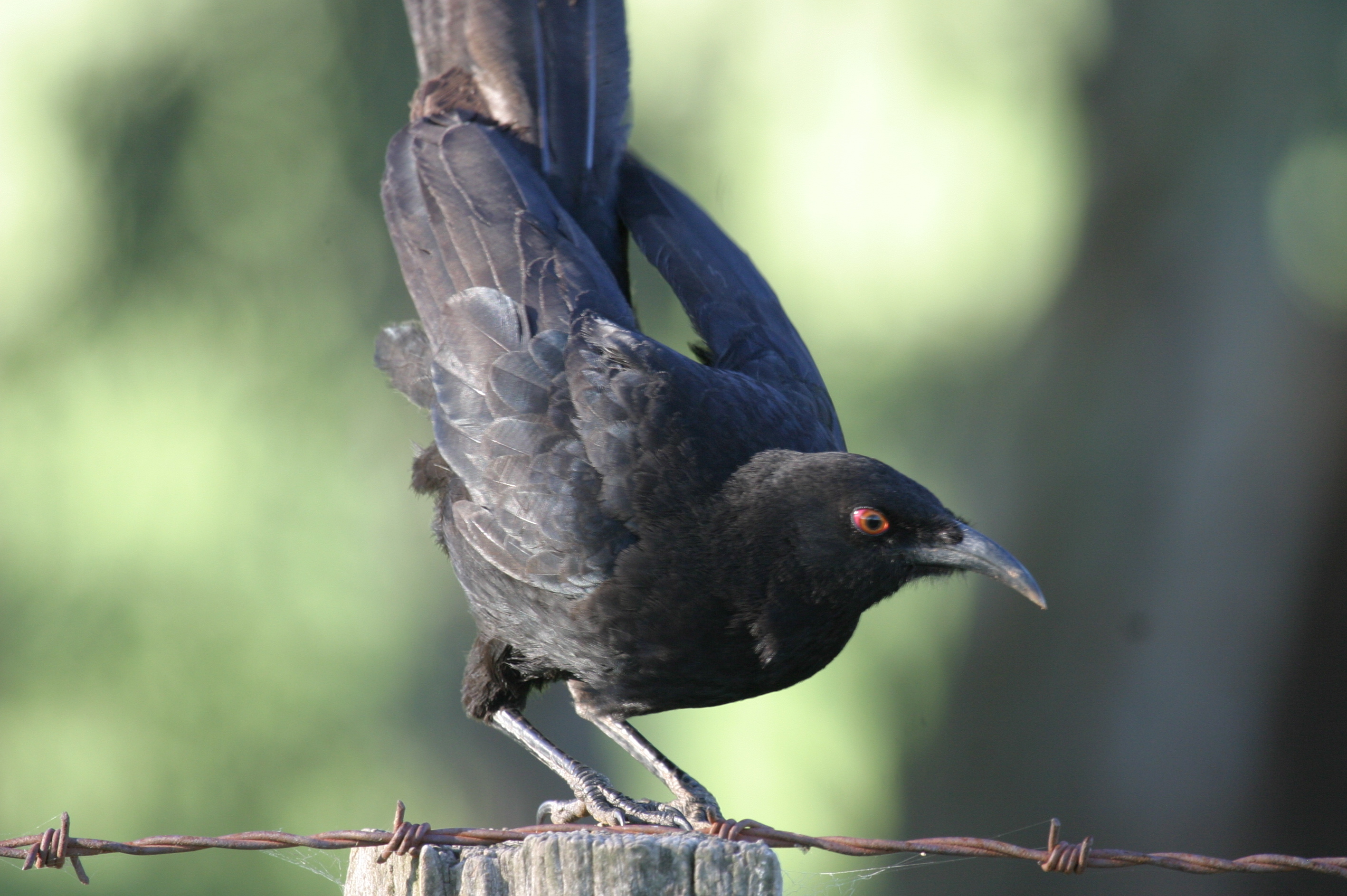 White-winged Chough | BIRDS in BACKYARDS