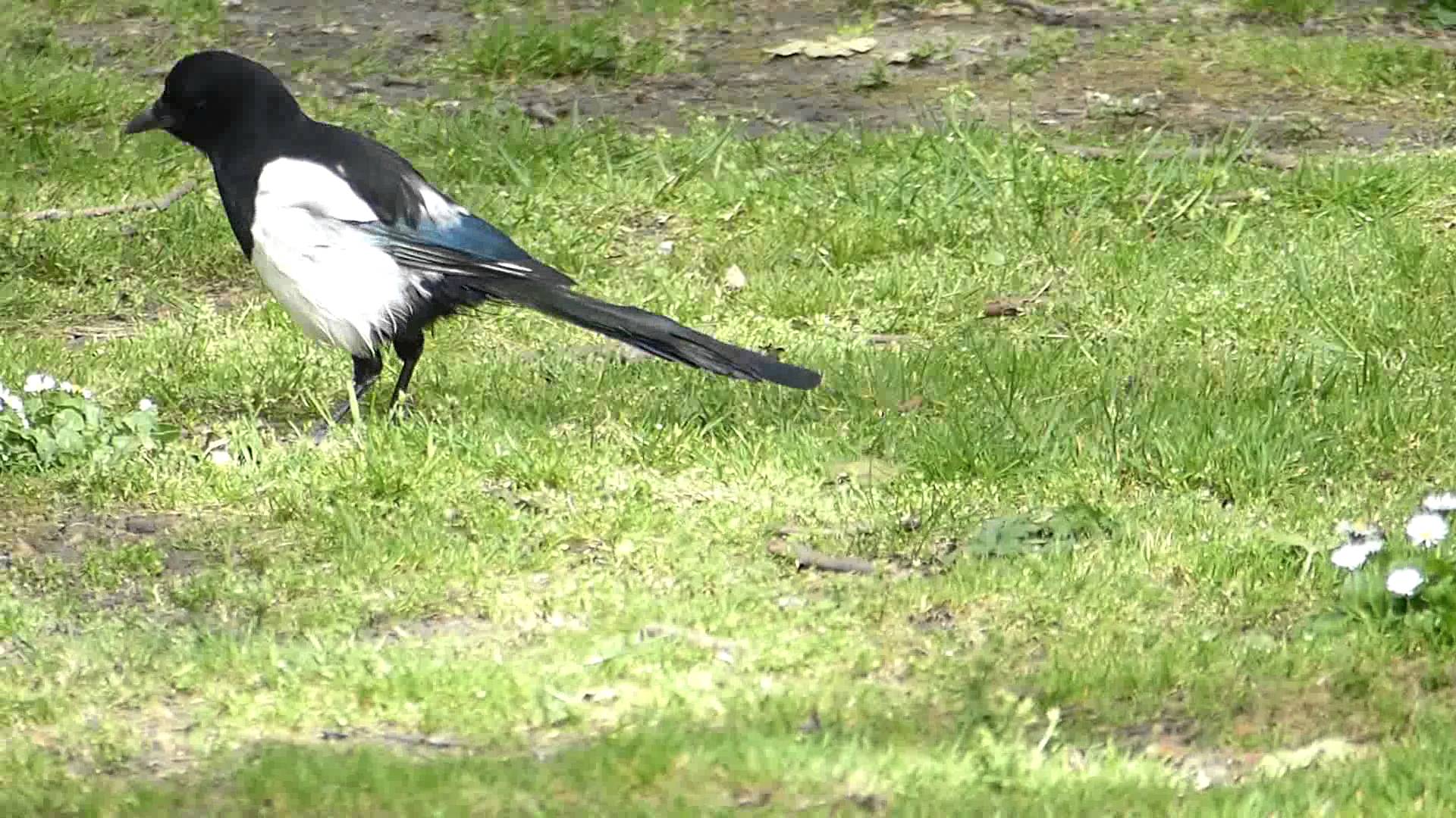 P1050027 Ireland, Waterford stunning Magpie, black & white bird ...