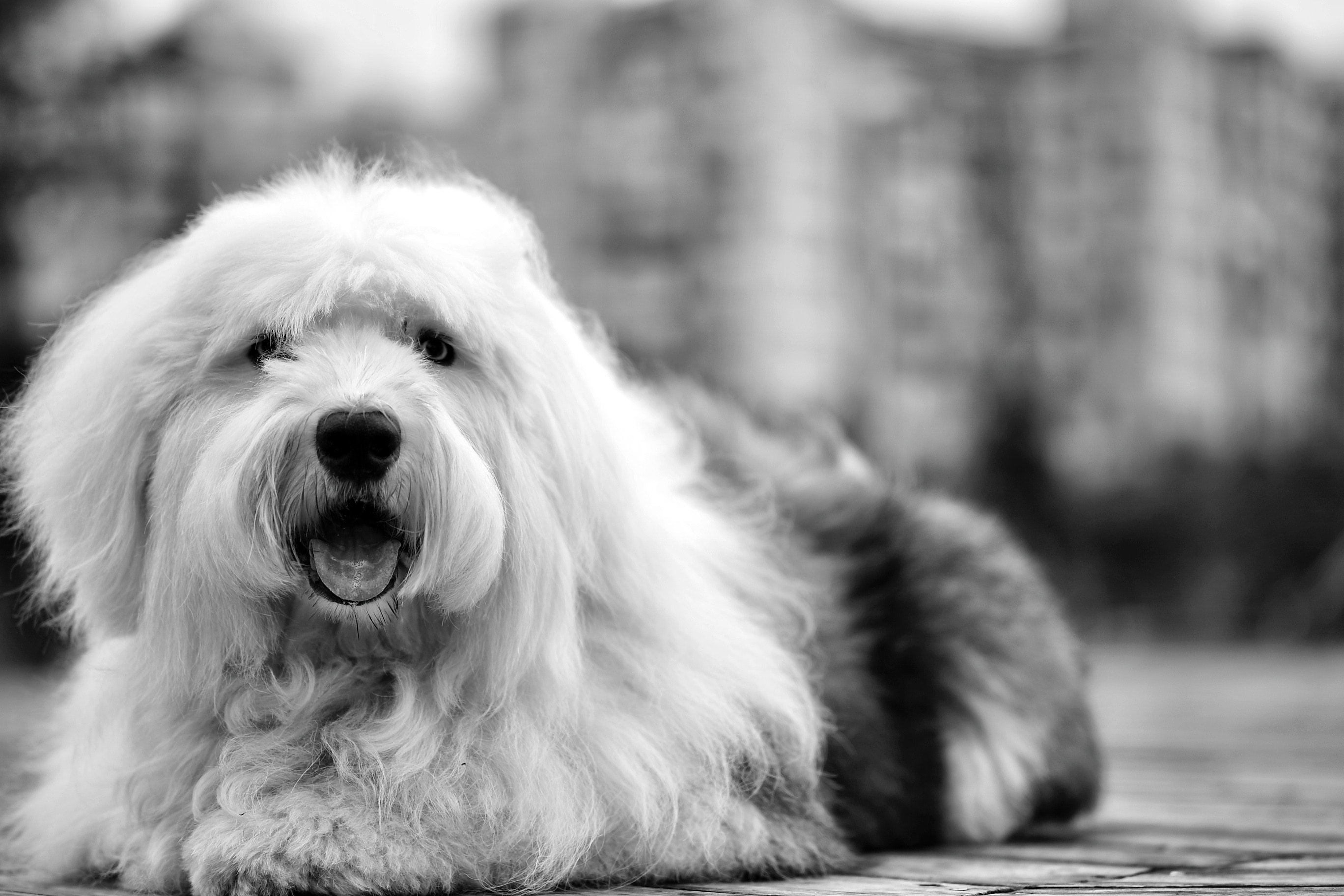 White black old english sheepdog photo