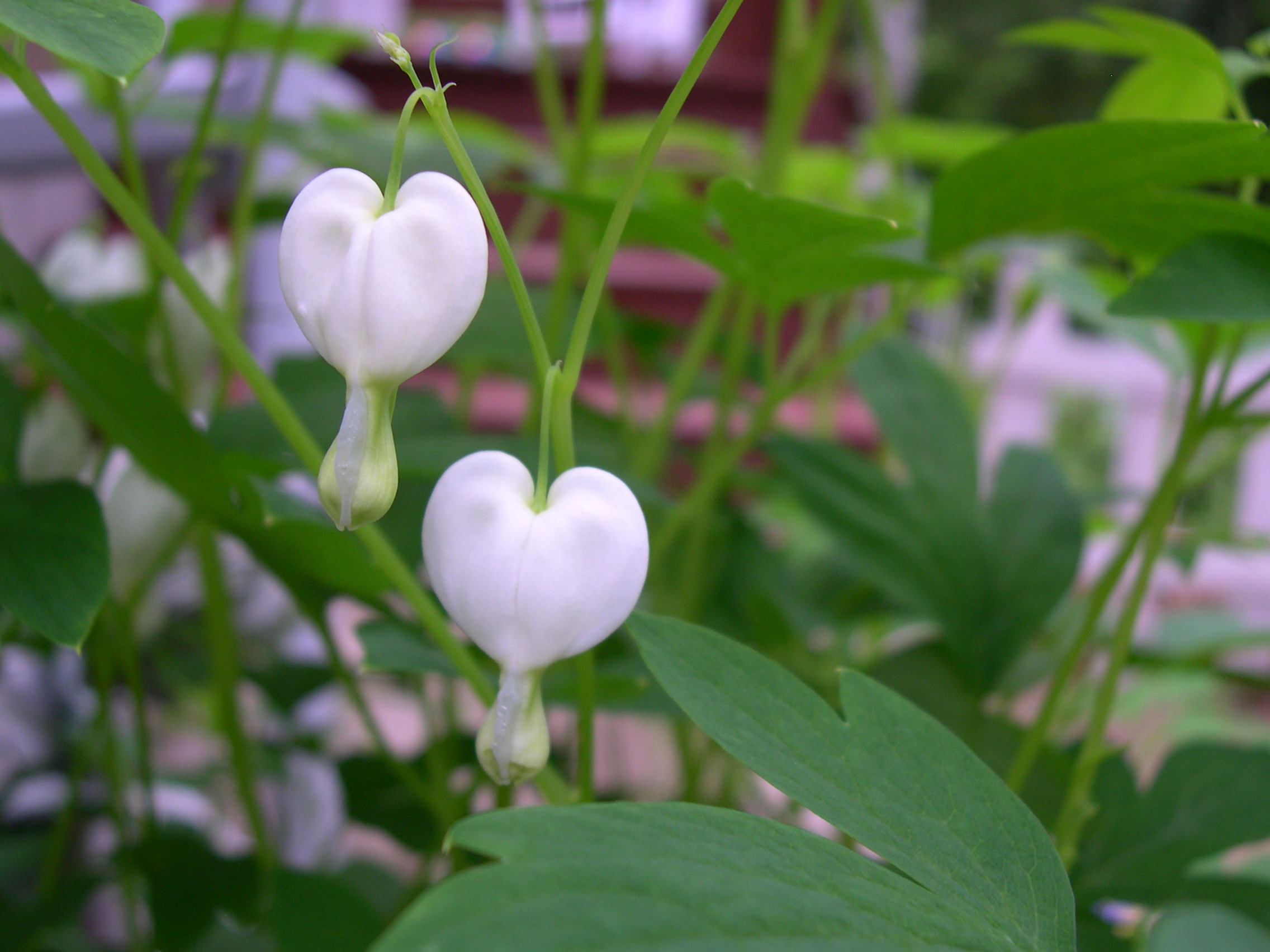 White Flowers of the Bleeding Heart – New England's Narrow Road