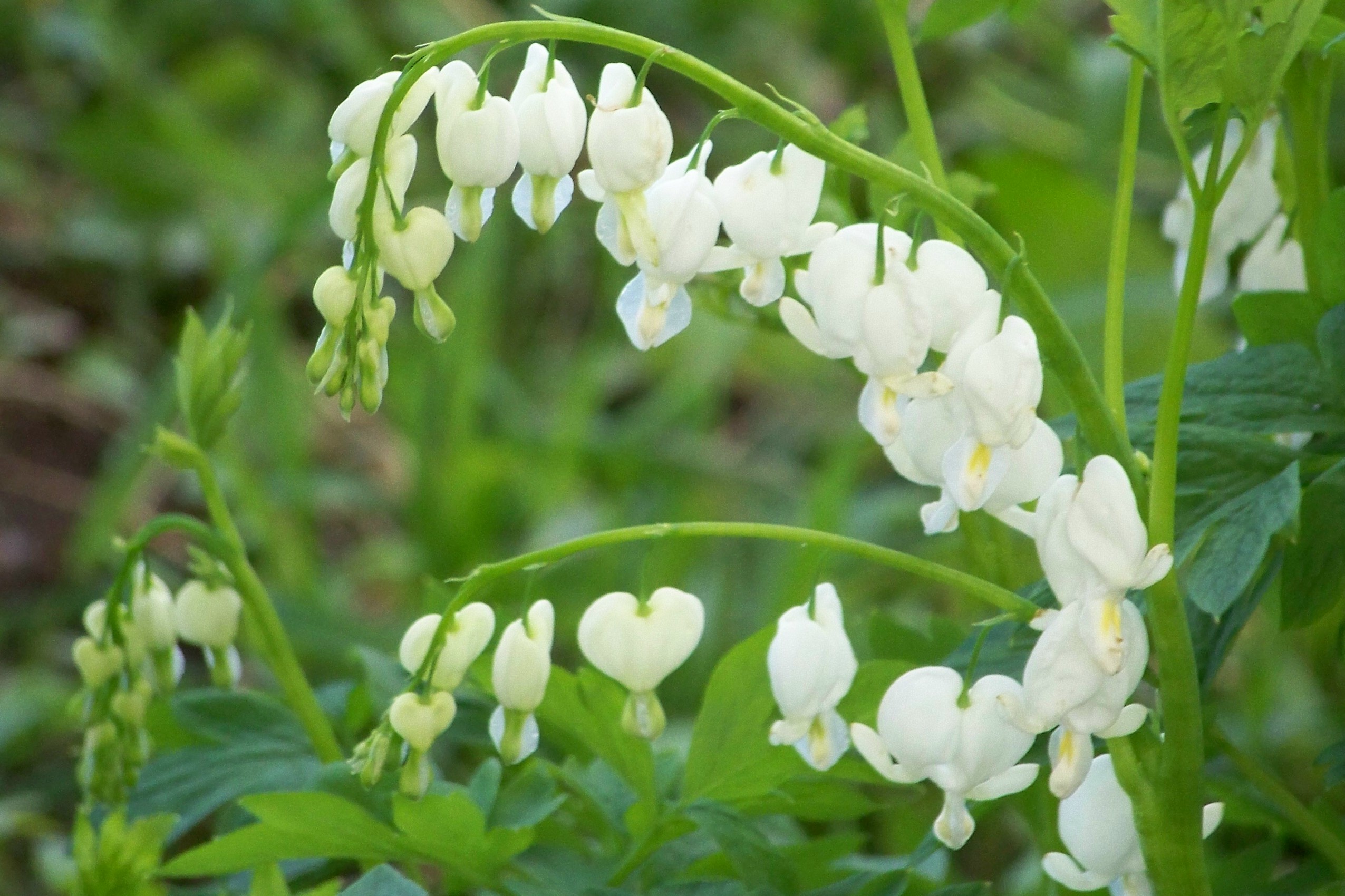 Plant a Bleeding Heart for Generations of Bloom – Growing Together ...