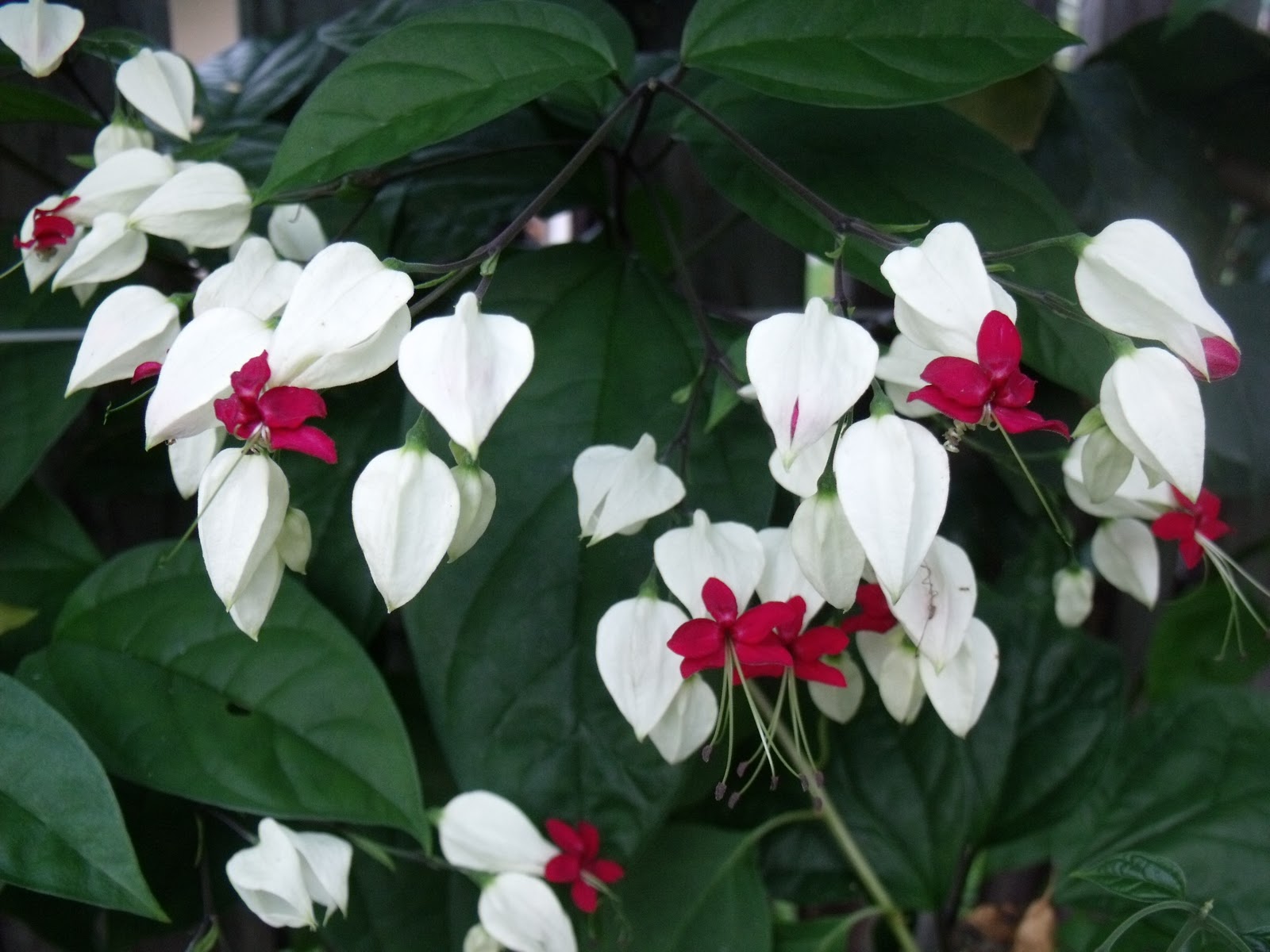 White Bleeding Heart Flower Image collections - Flower Decoration Ideas