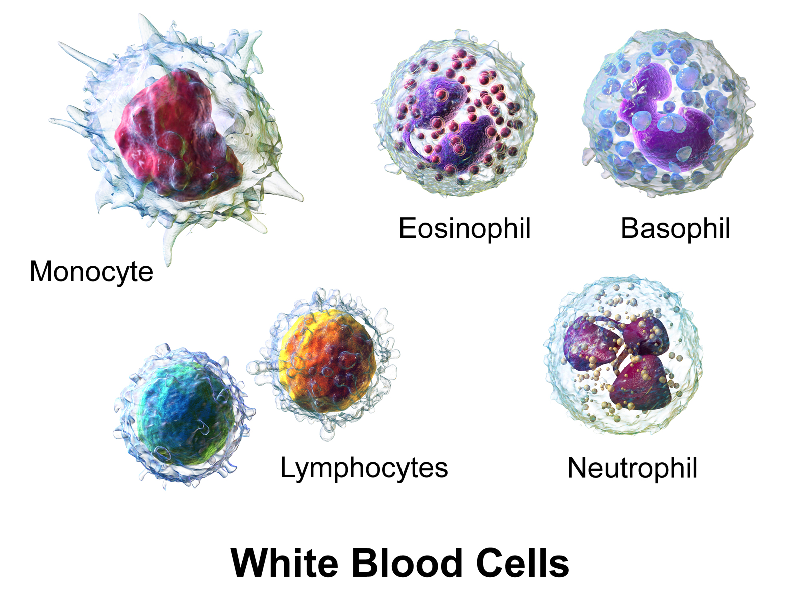 Range of White blood cells — Steemit