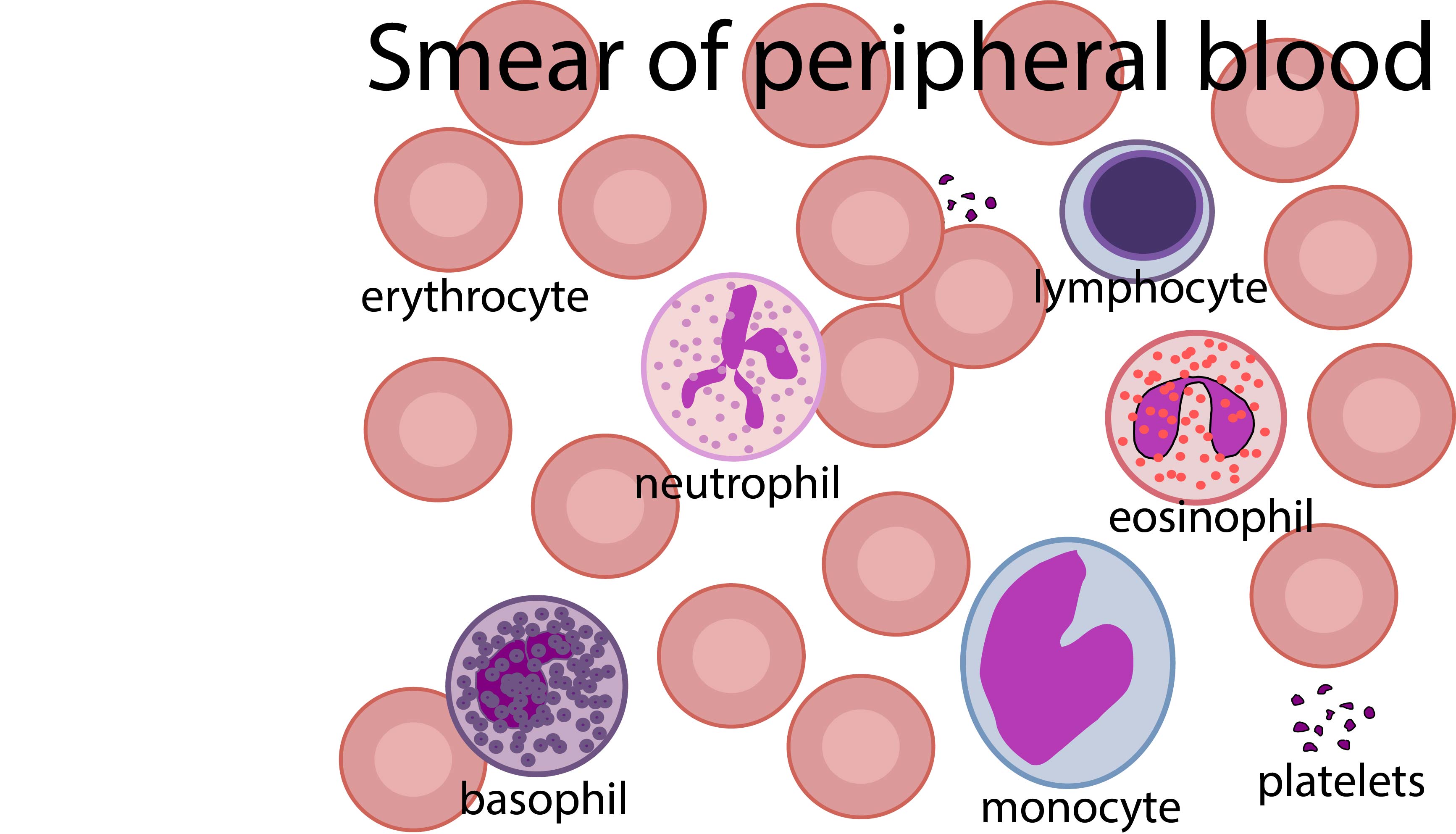 Histology Of Blood Cells