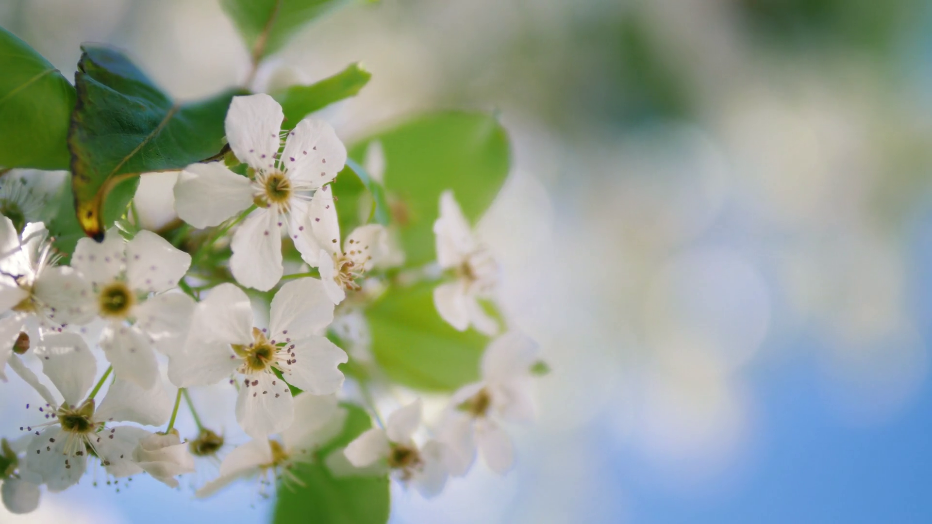 Flowering white bloom flowers, focus pull to blossoming tree ...