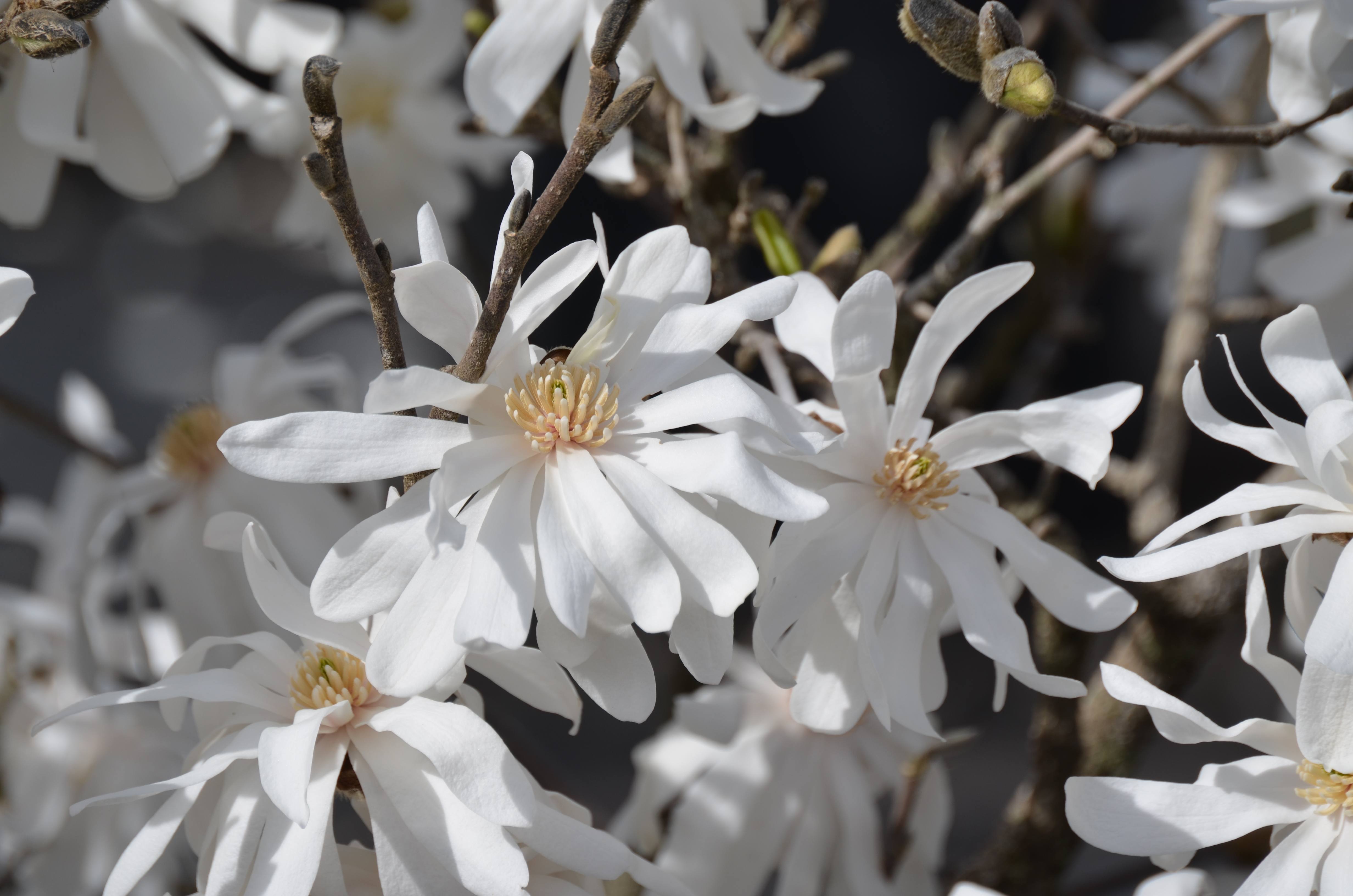 Magnolia Royal Star White Bloom - Greensboro Shrub & Nursery